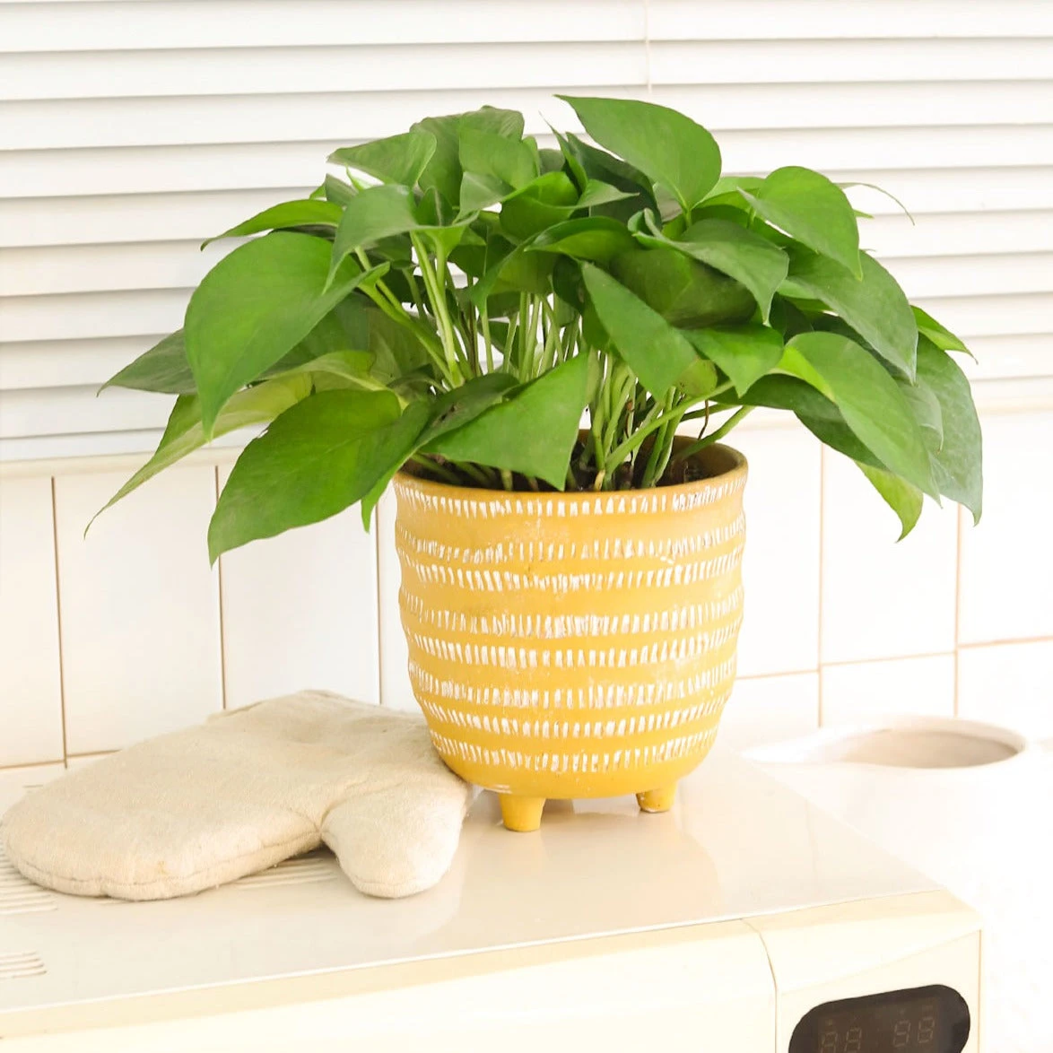Pothos Jade - Image 2
