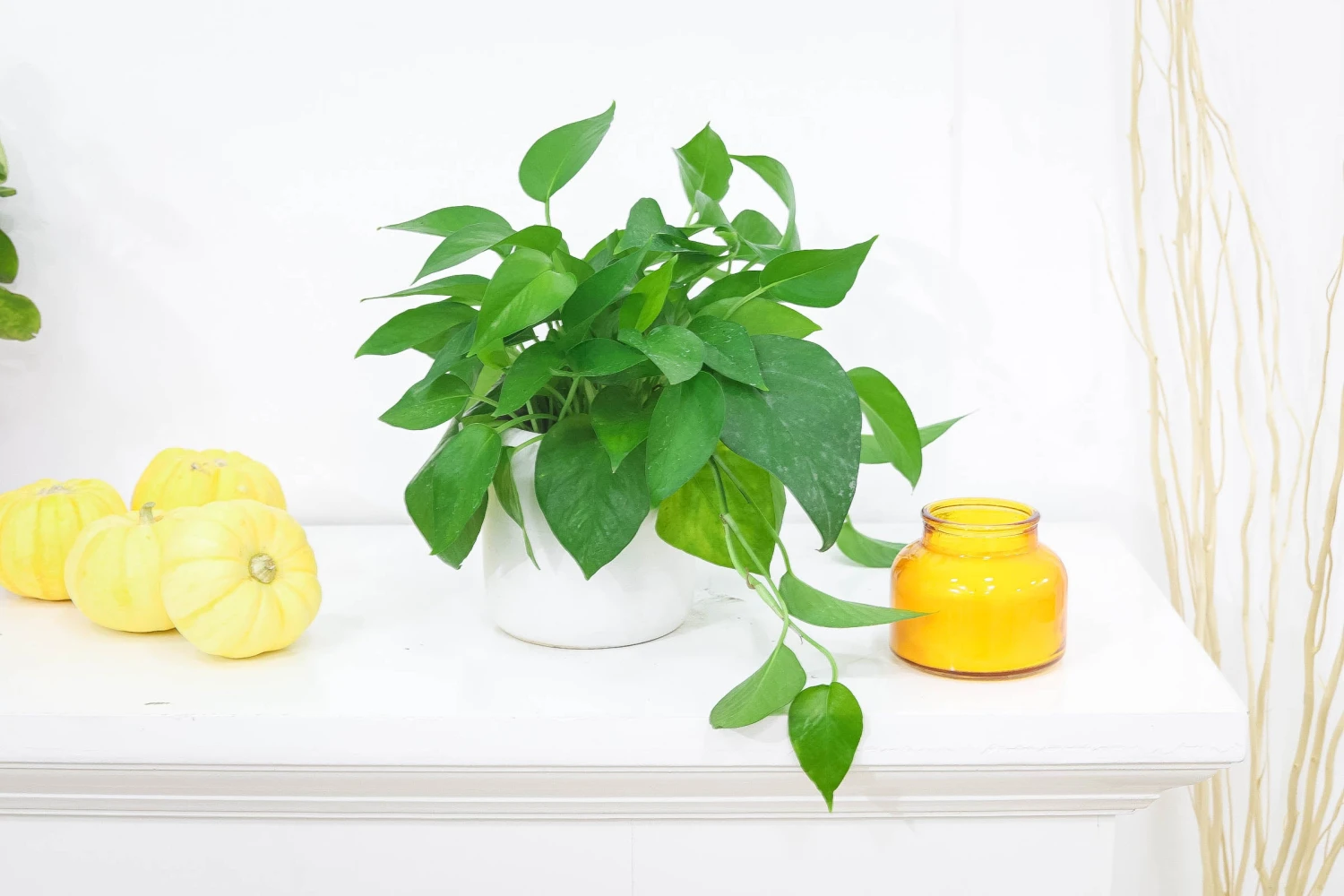 Pothos Jade - Image 8