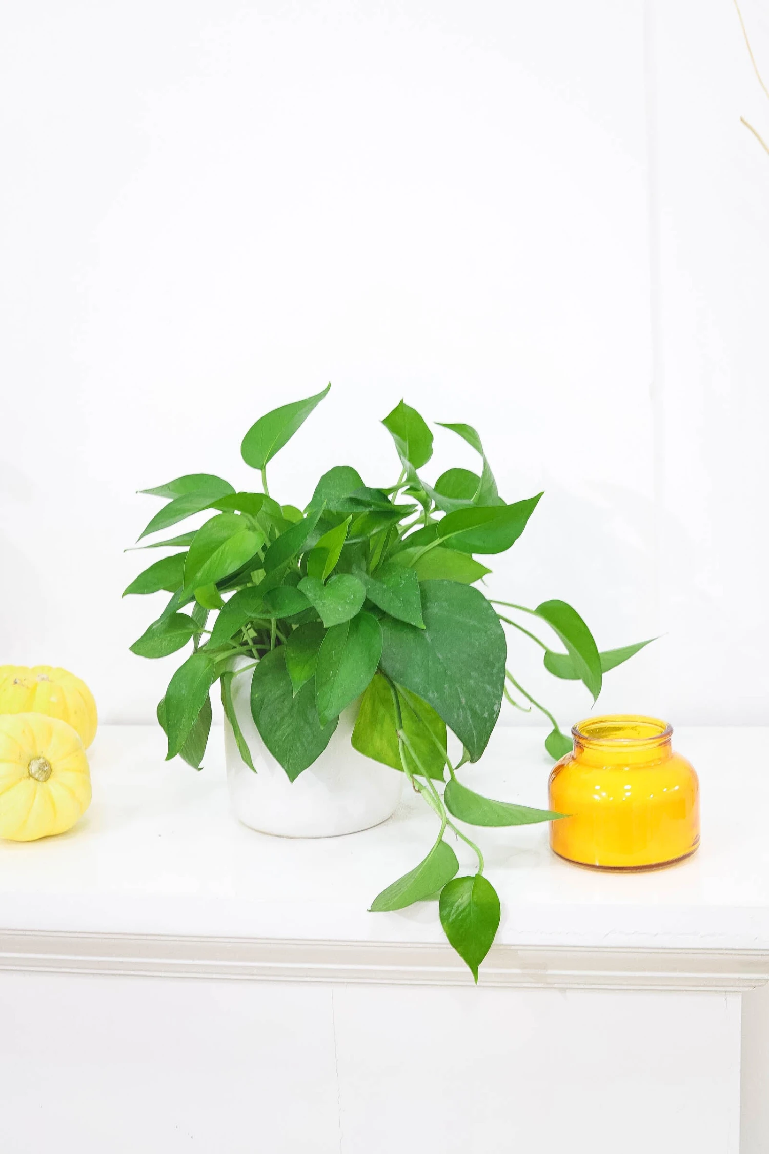 Pothos Jade - Image 6