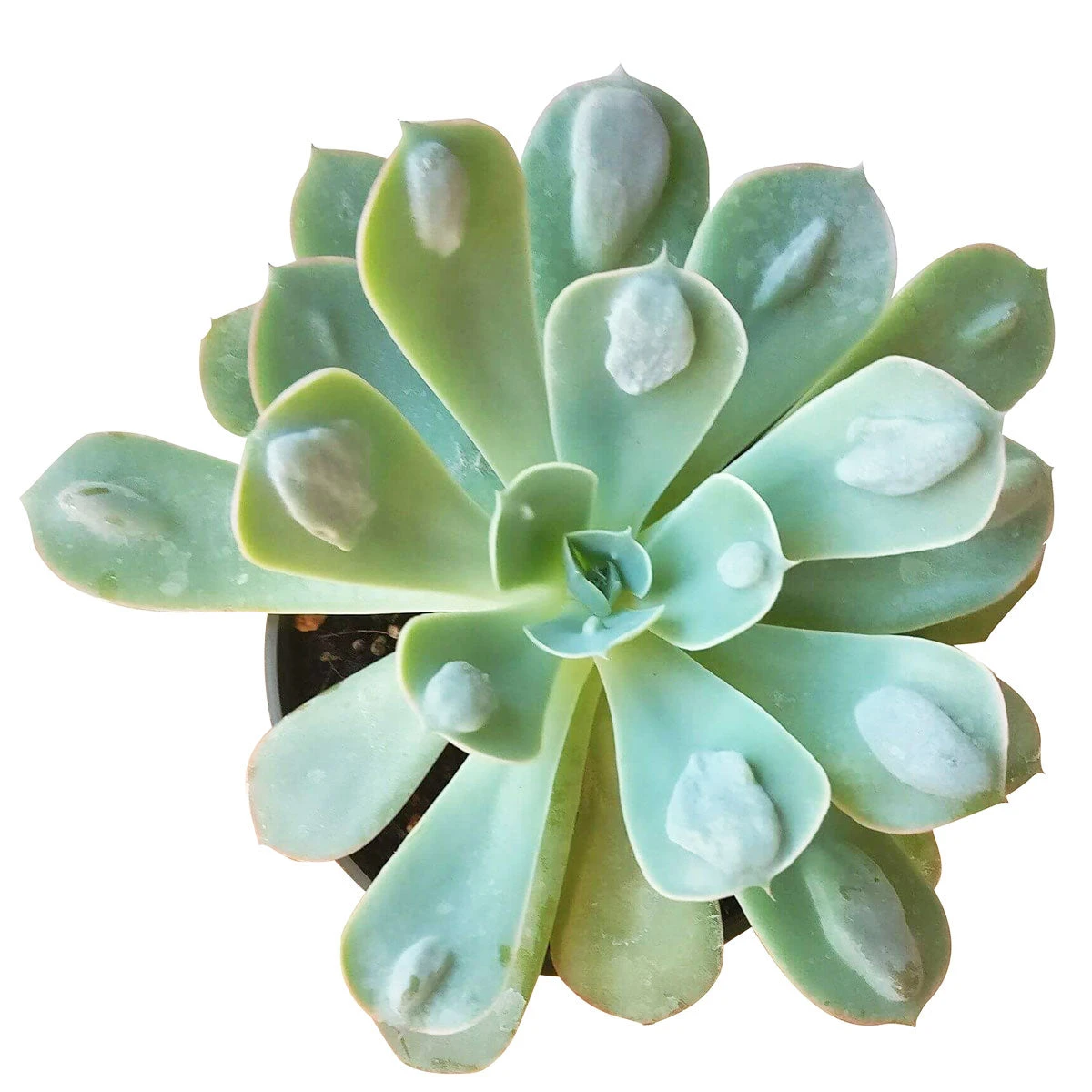 Echeveria Raindrops Succulent - Image 4