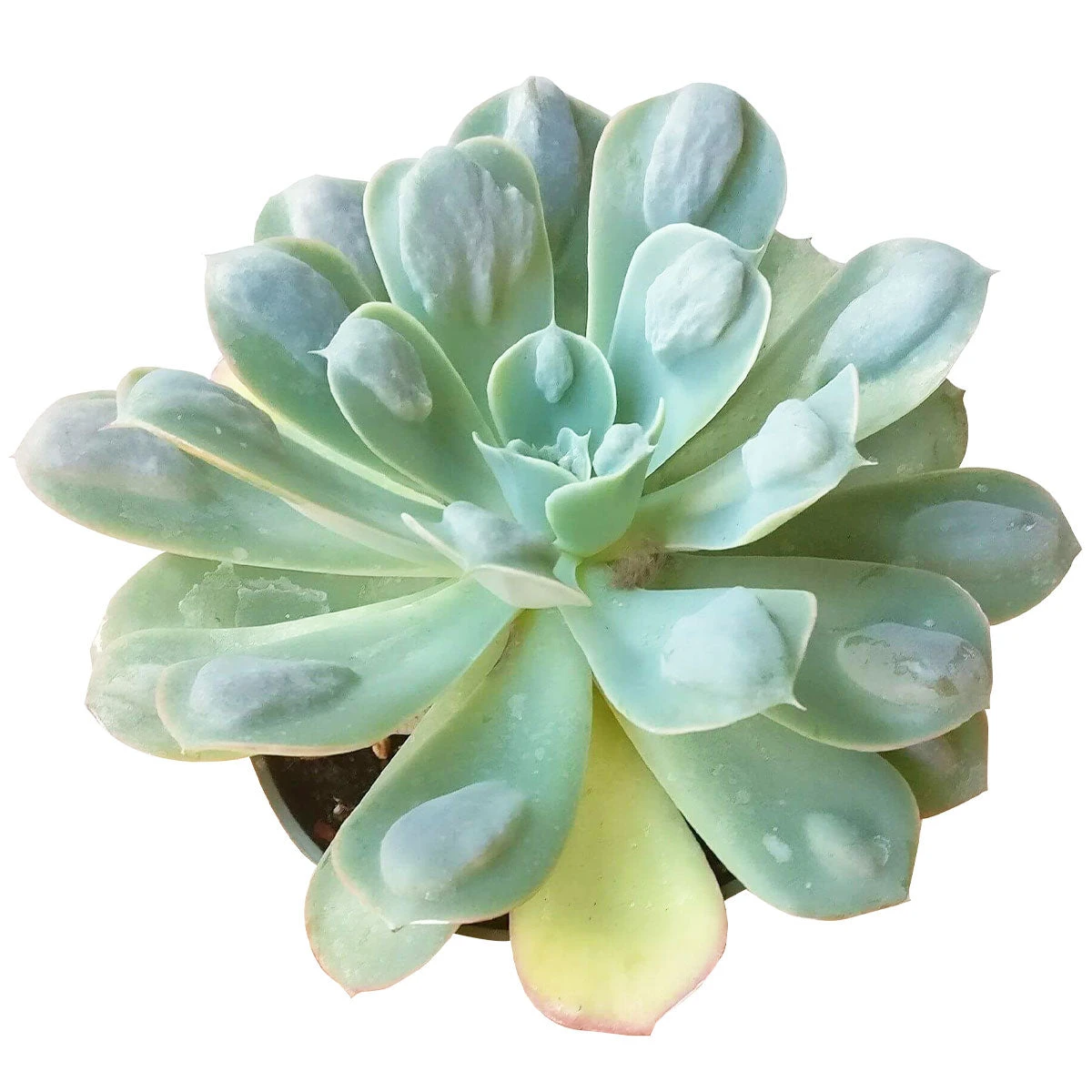 Echeveria Raindrops Succulent - Image 5