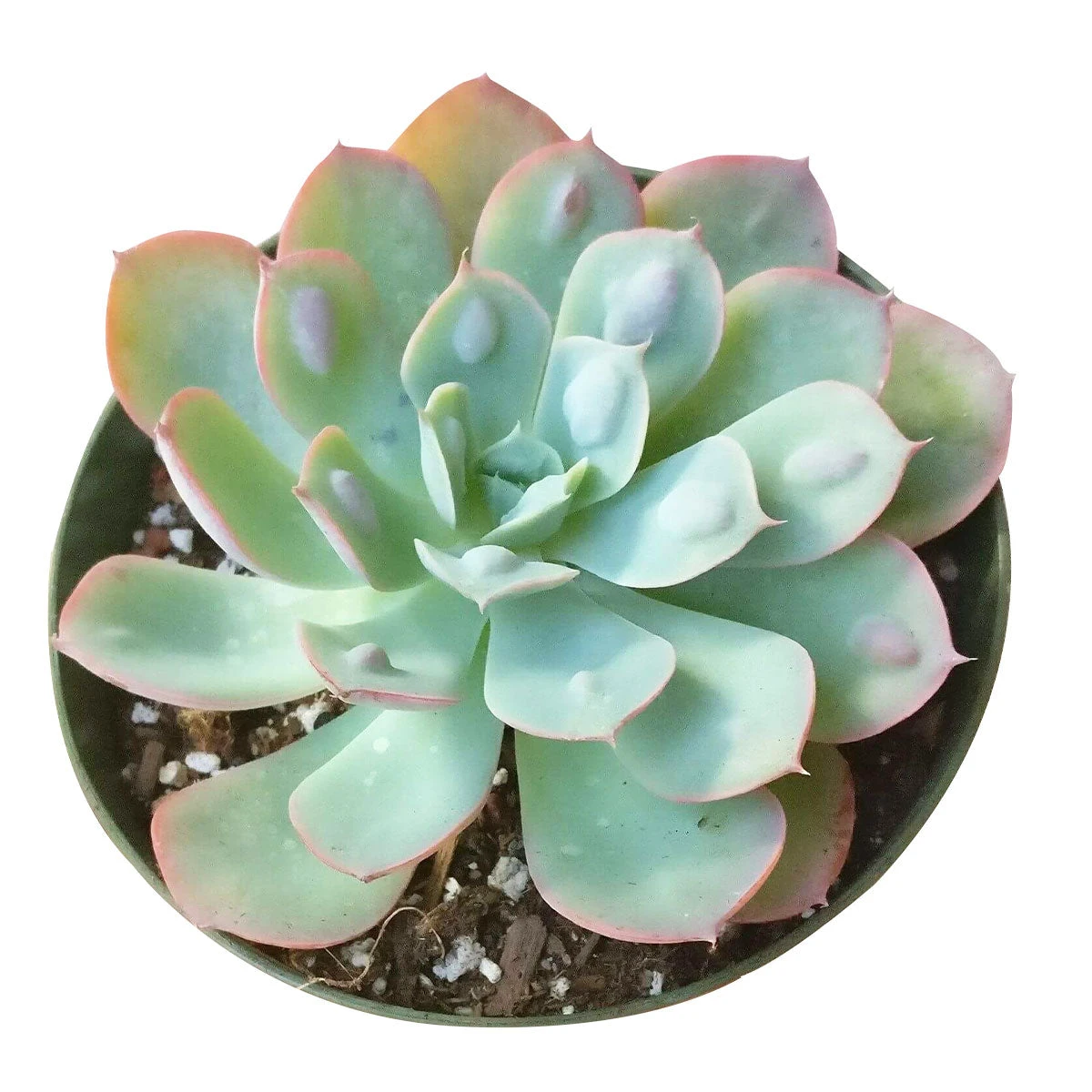 Echeveria Raindrops Succulent - Image 6
