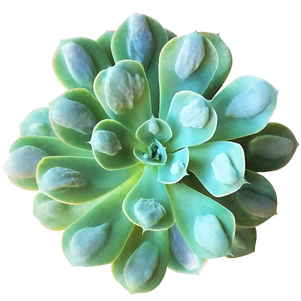 Echeveria Raindrops Succulent - Image 3