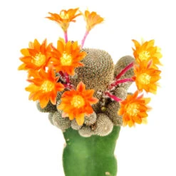 Rebutia Condorensis Cactus