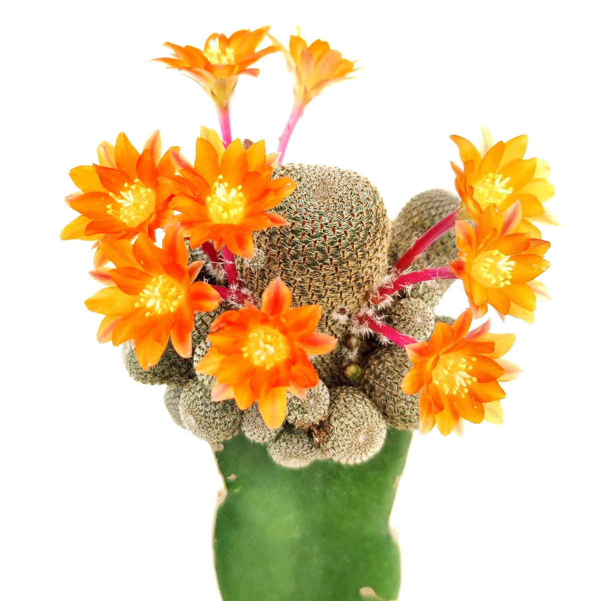 Rebutia Condorensis Cactus