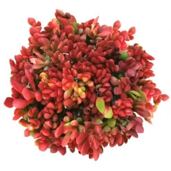 Red Carpet Sedum Succulent