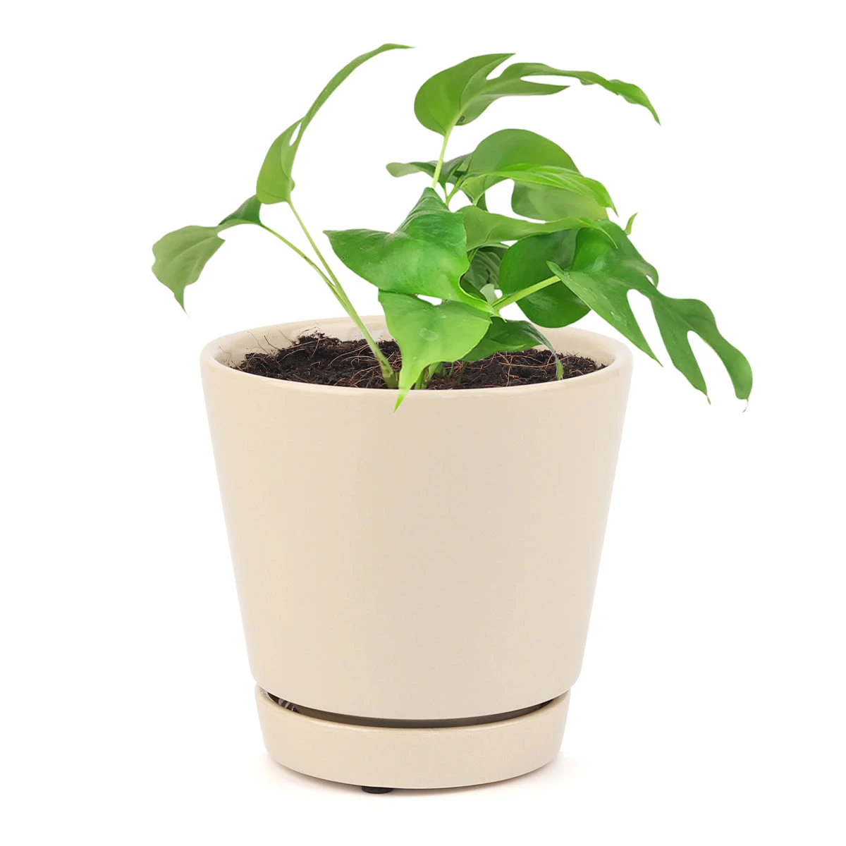 Rhaphidophora Tetrasperma (Monstera Minima) - Image 9