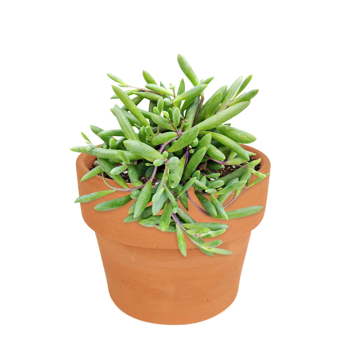 Ruby Necklace Succulent - Image 9