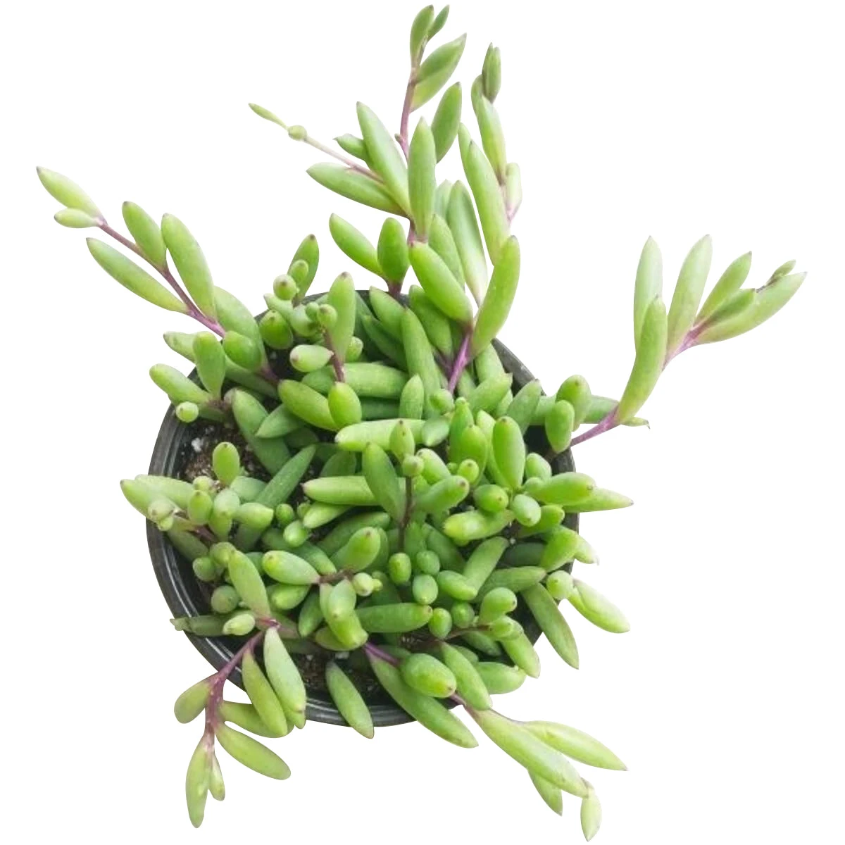 Ruby Necklace Succulent - Image 7