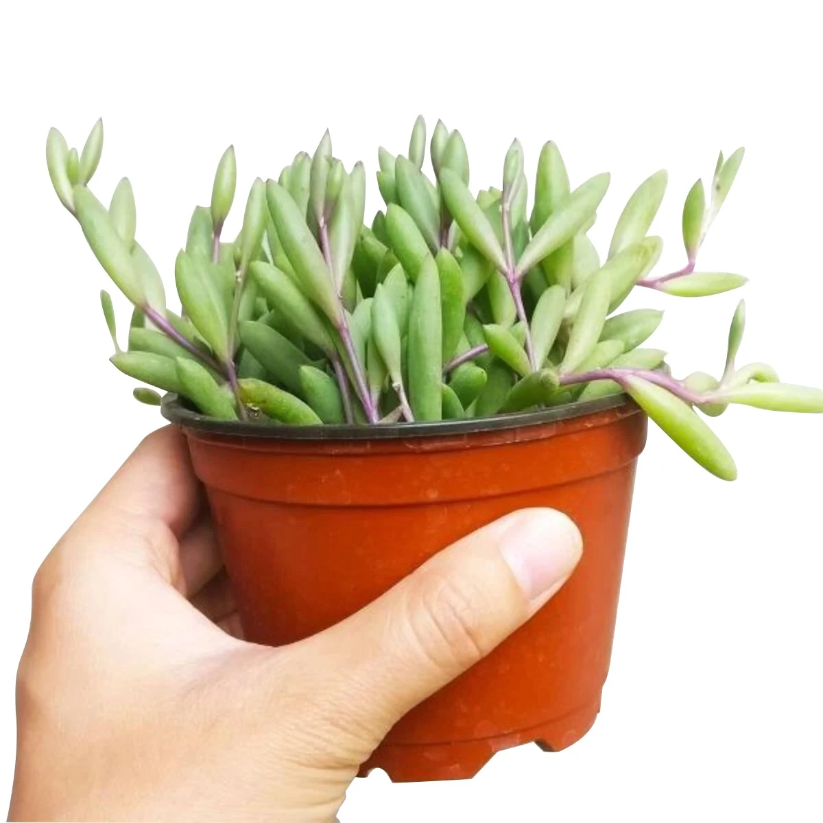 Ruby Necklace Succulent - Image 8