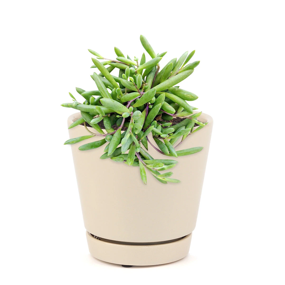 Ruby Necklace Succulent - Image 11