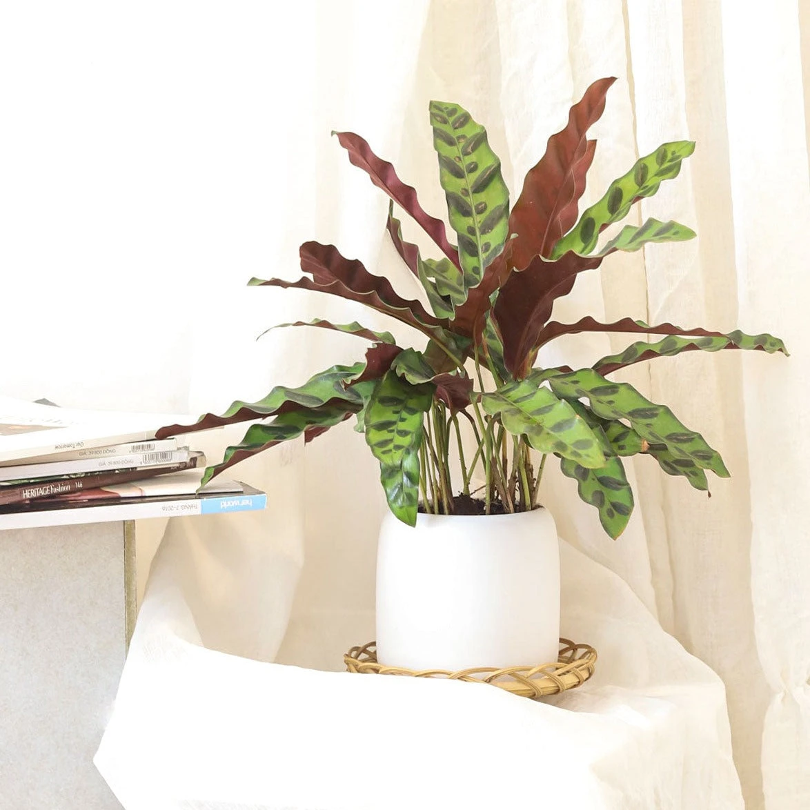 Calathea Lancifolia Rattlesnake Plant - Image 13