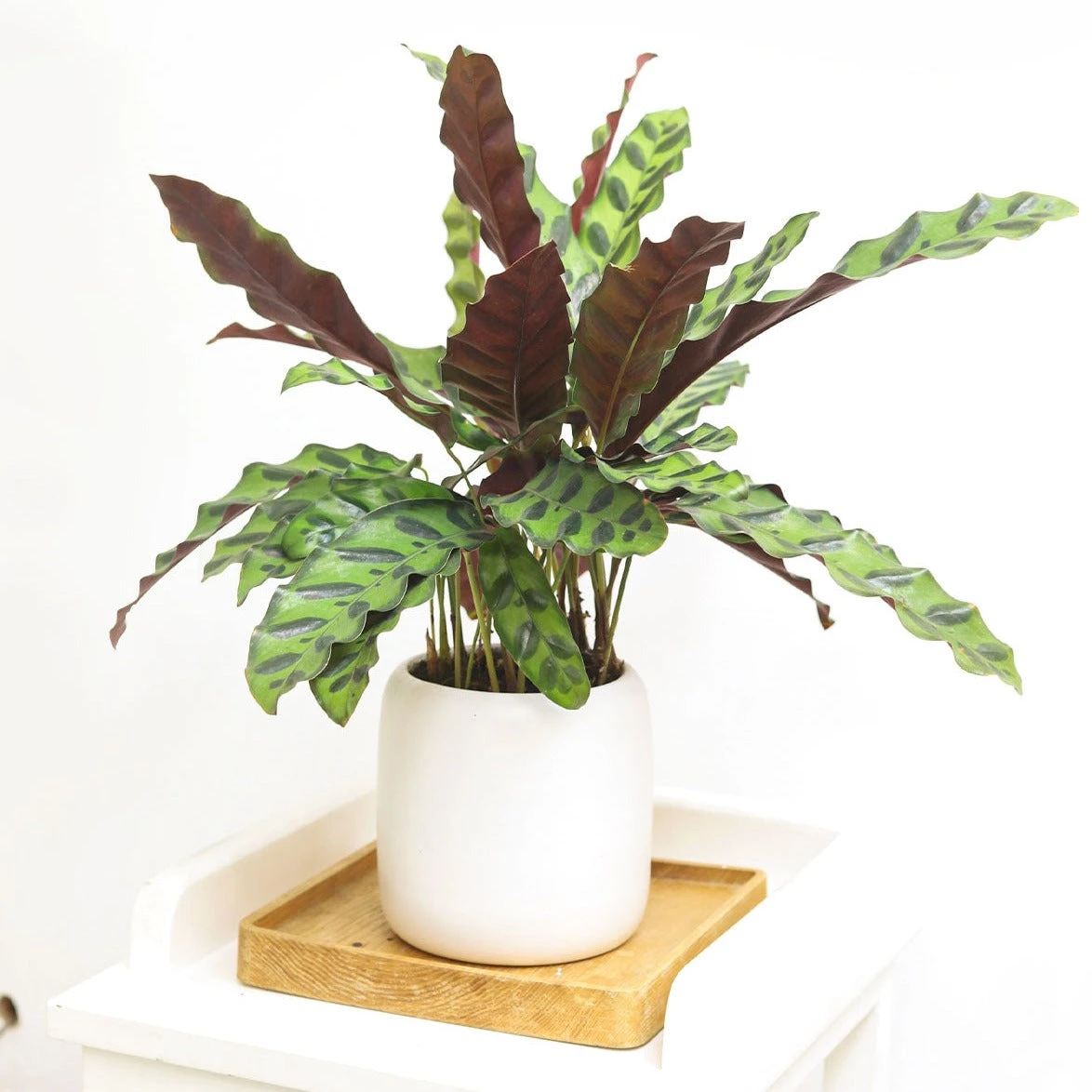 Calathea Lancifolia Rattlesnake Plant - Image 12