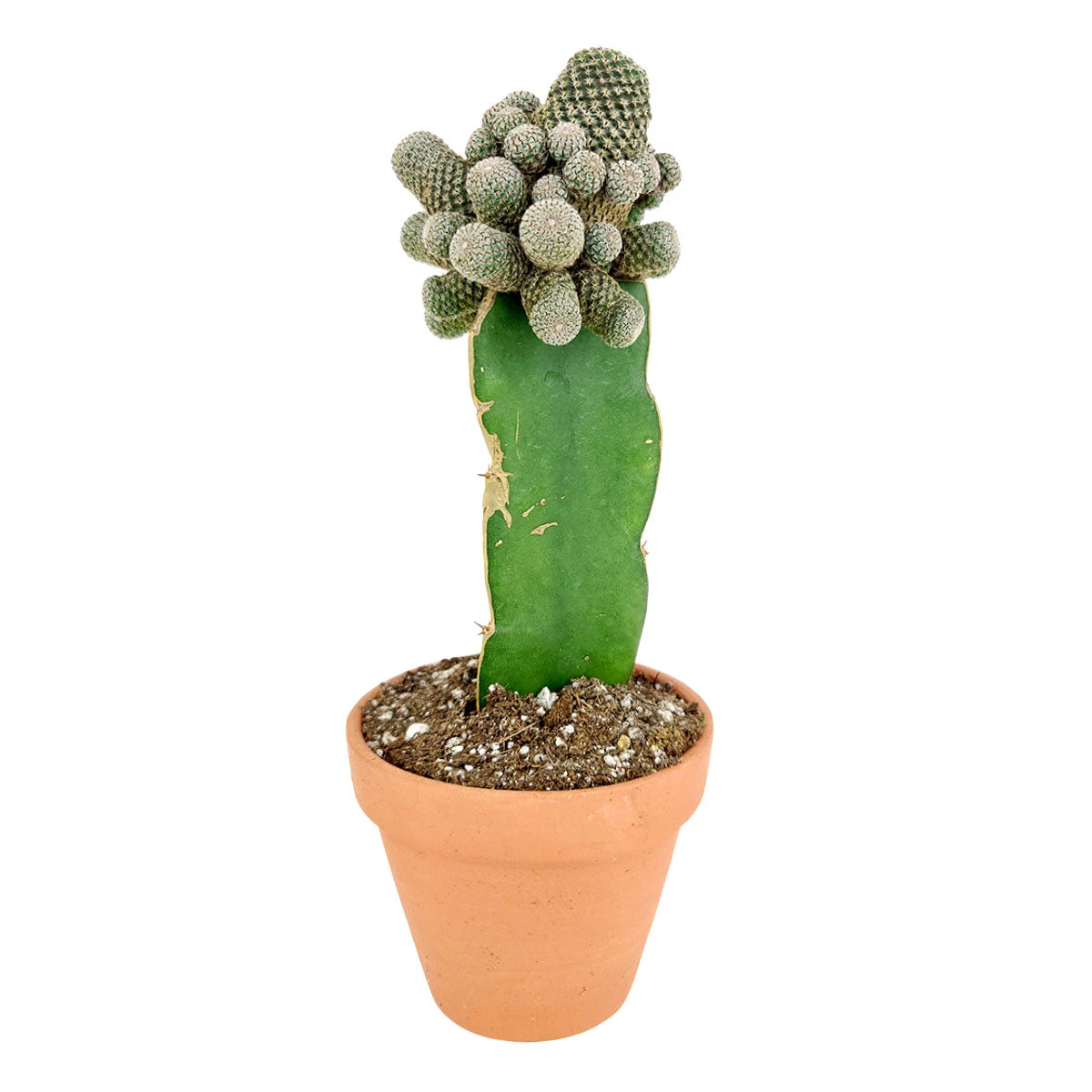 Rebutia Condorensis Cactus - Image 3