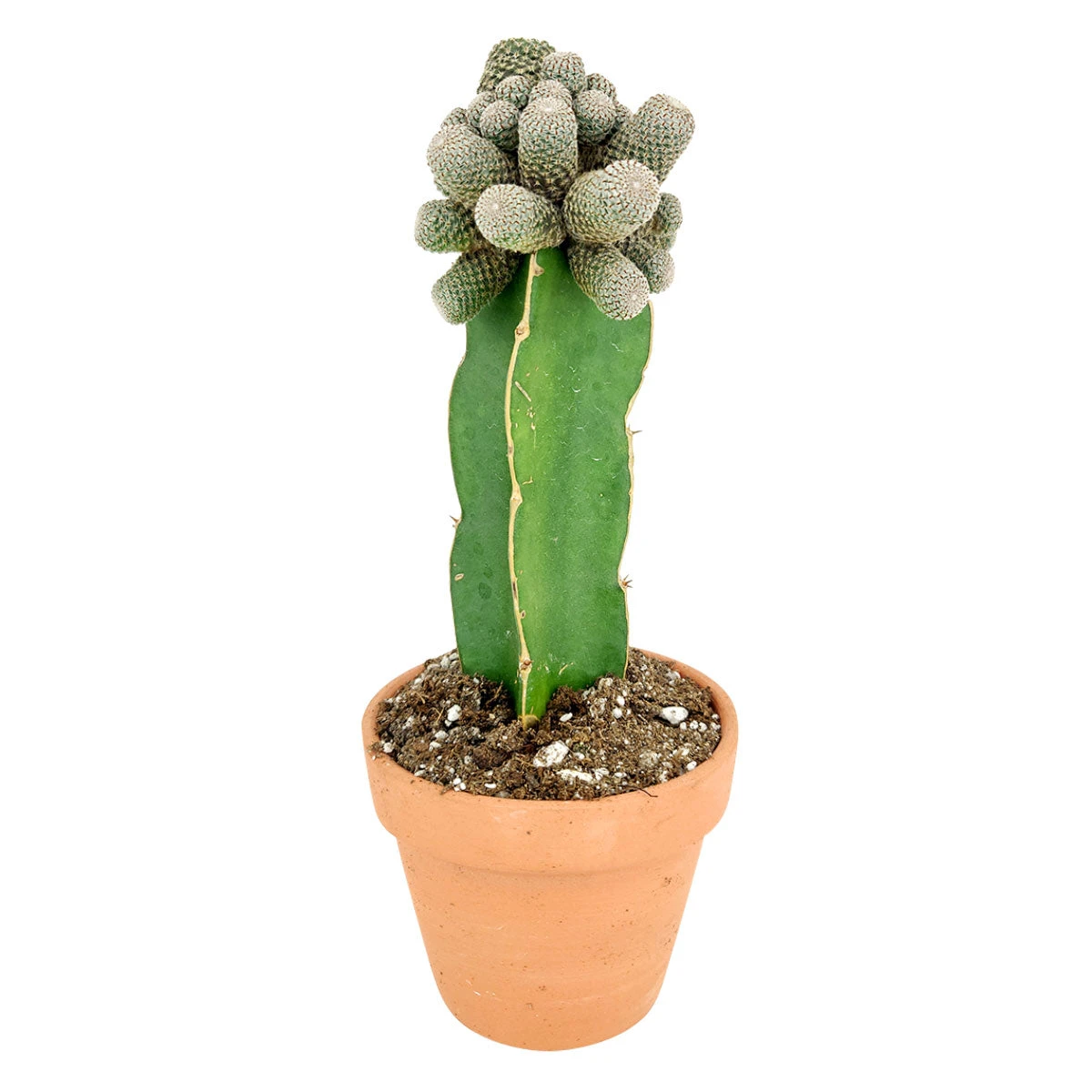 Rebutia Condorensis Cactus - Image 4