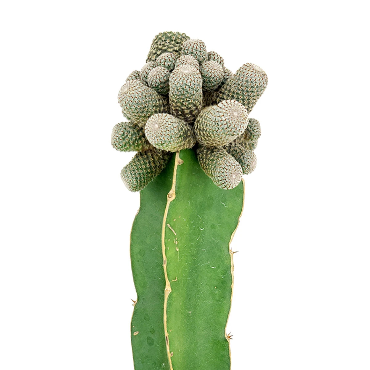 Rebutia Condorensis Cactus - Image 2