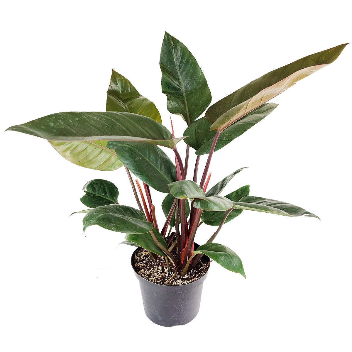 Philodendron Red Congo - Image 2