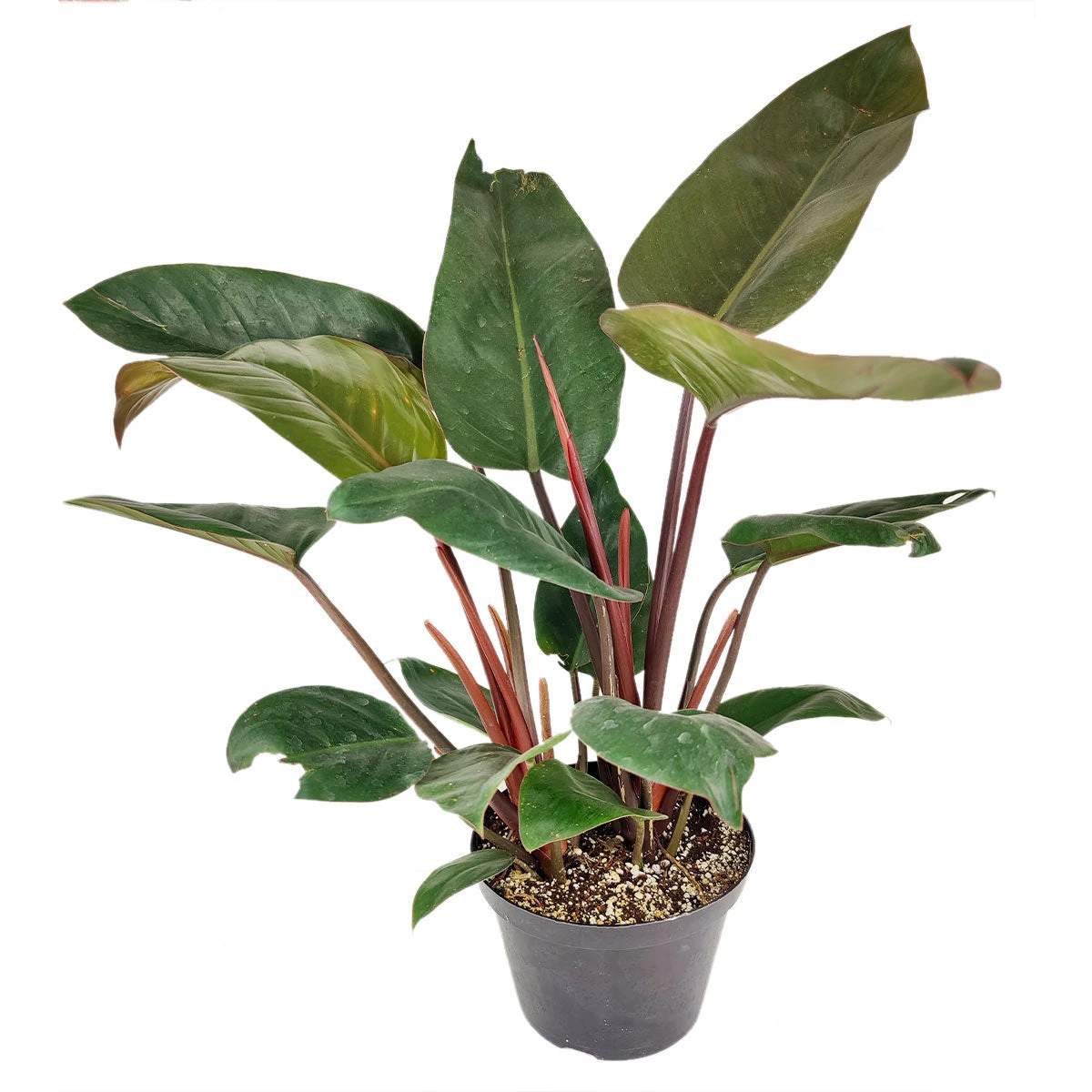 Philodendron Red Congo - Image 3