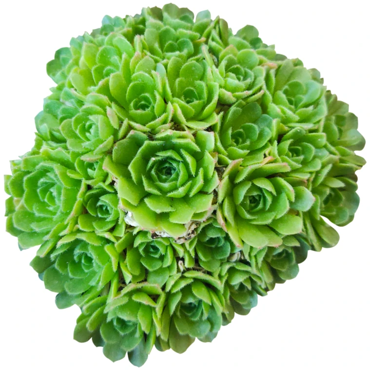 Rosularia Platyphylla - Image 2