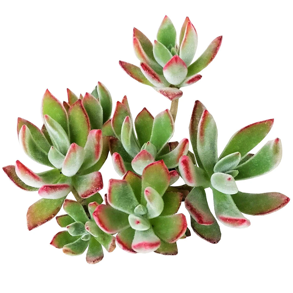 Echeveria Harmsii Ruby Slipper - Image 4