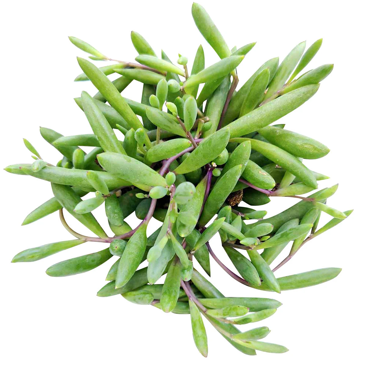 Ruby Necklace Succulent - Image 3