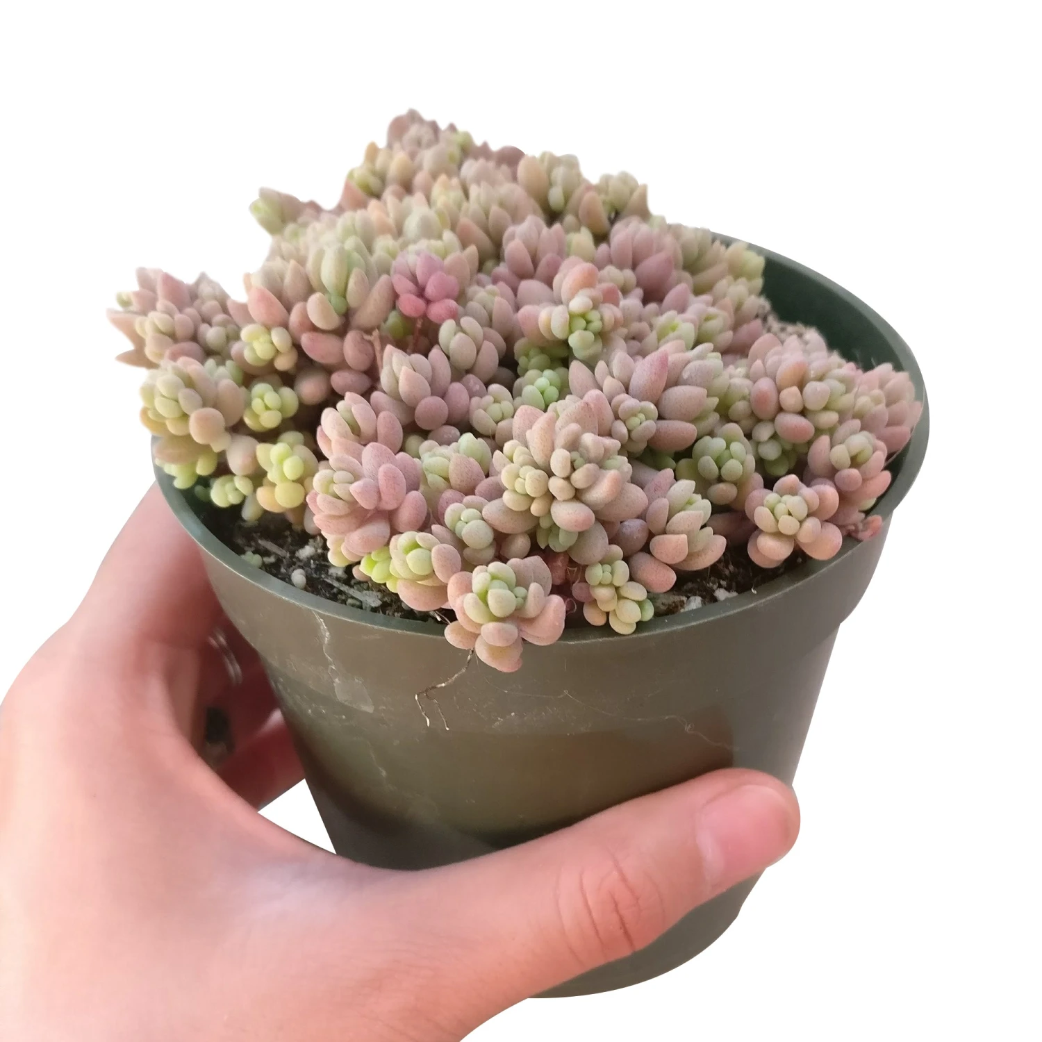 Sedum Minor Succulent - Image 10