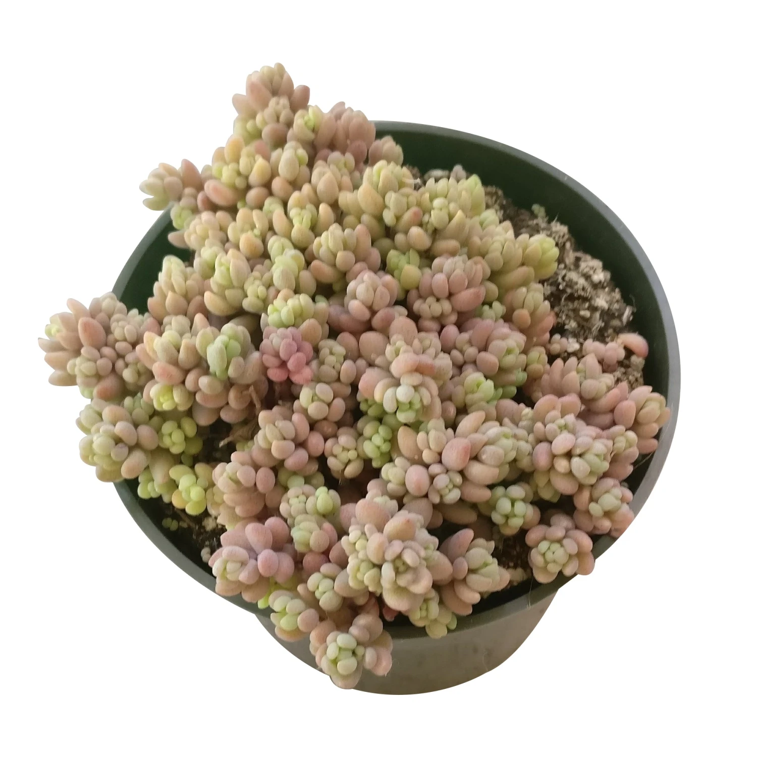 Sedum Minor Succulent - Image 9