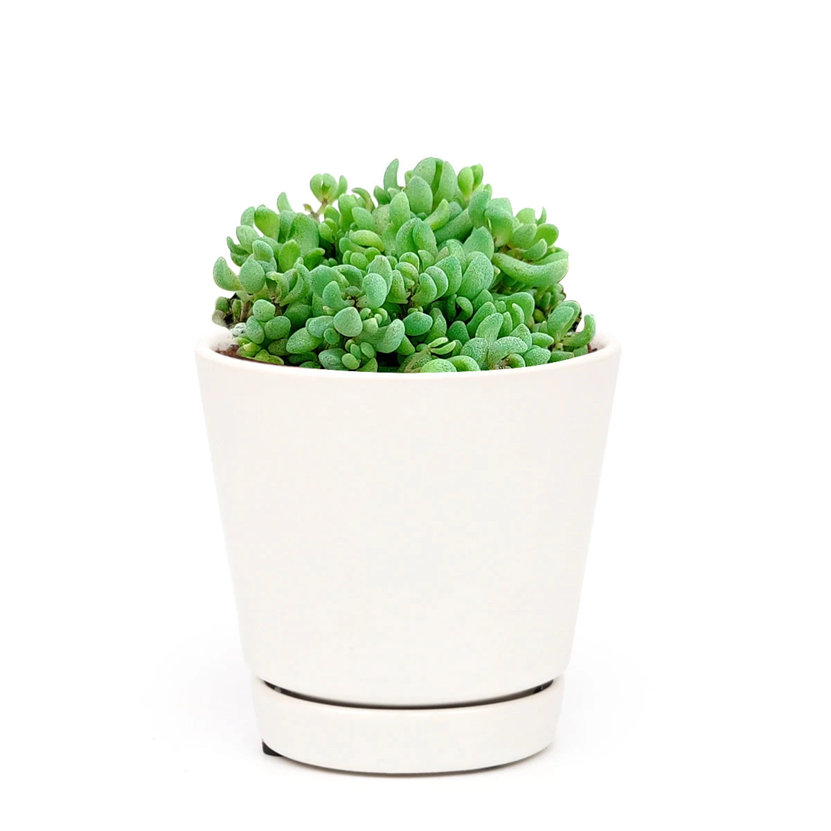 Sedum Minor Succulent - Image 14