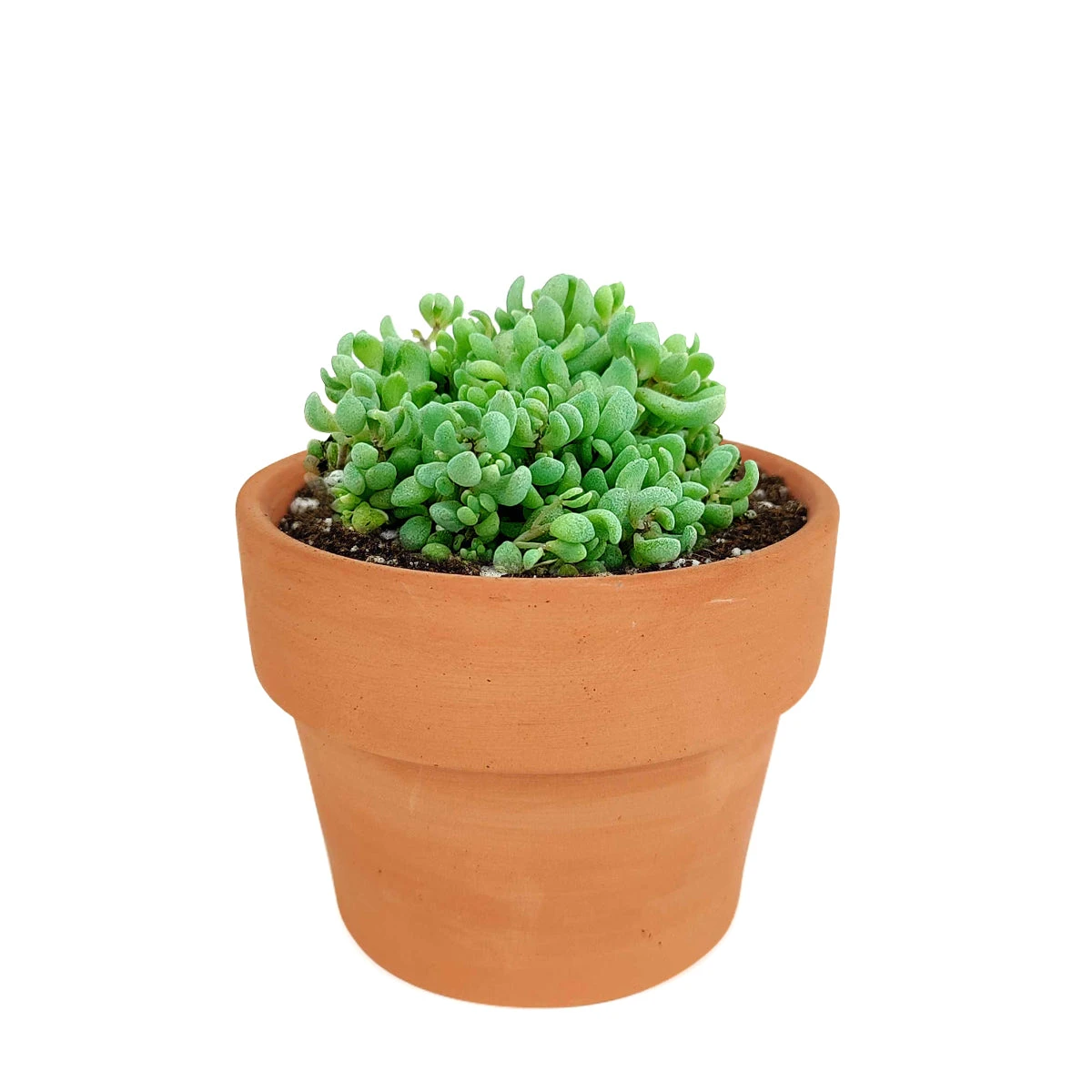 Sedum Minor Succulent - Image 11