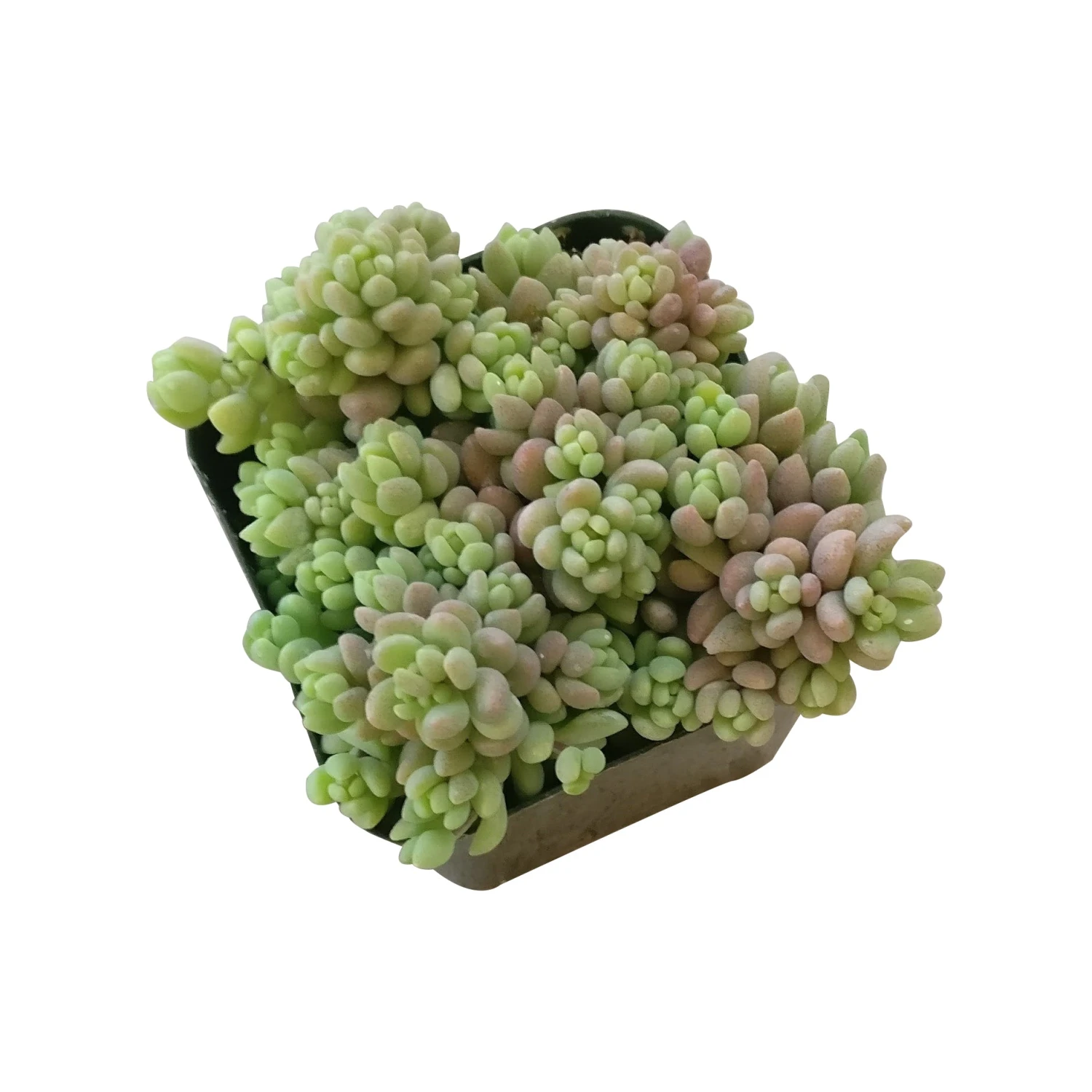 Sedum Minor Succulent - Image 8