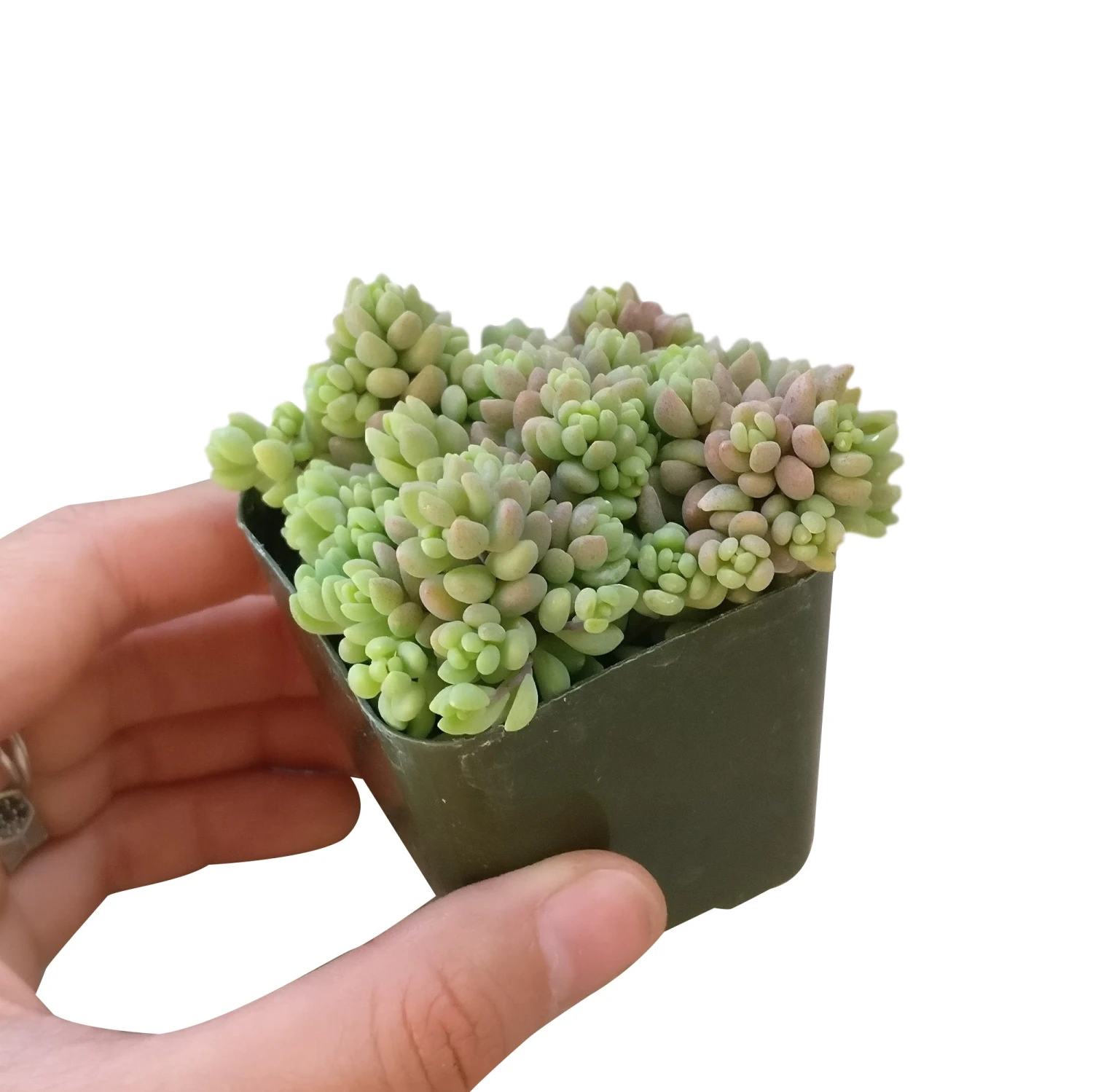 Sedum Minor Succulent - Image 7