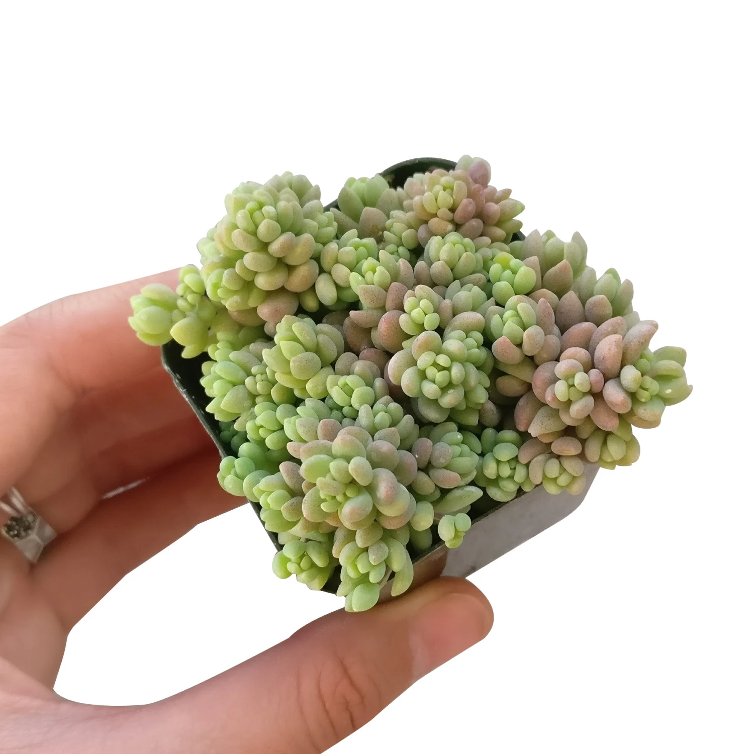 Sedum Minor Succulent - Image 6
