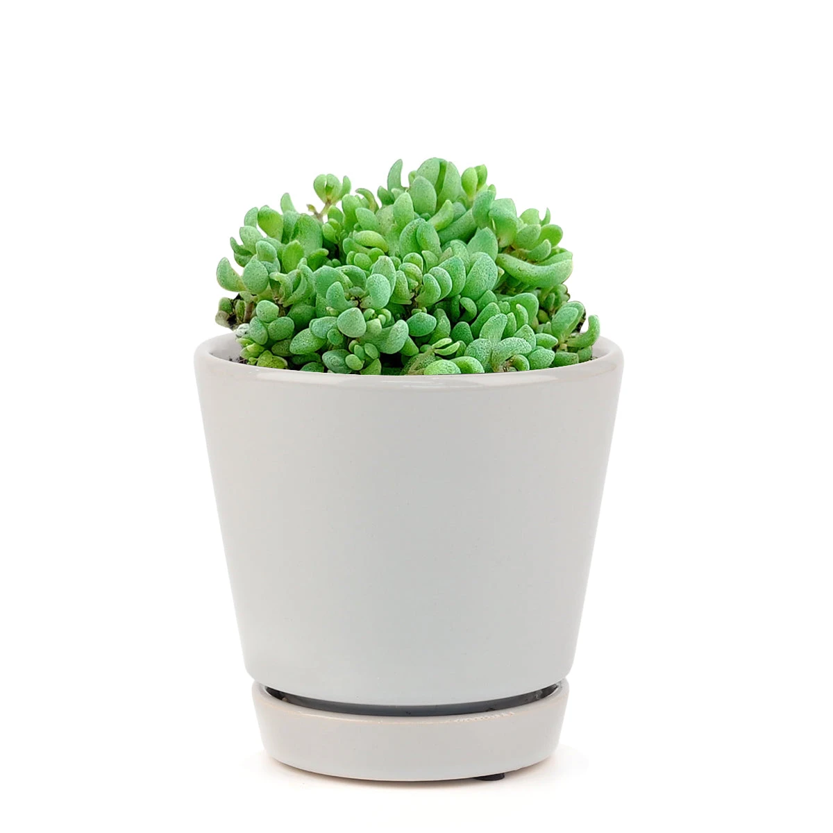 Sedum Minor Succulent - Image 12
