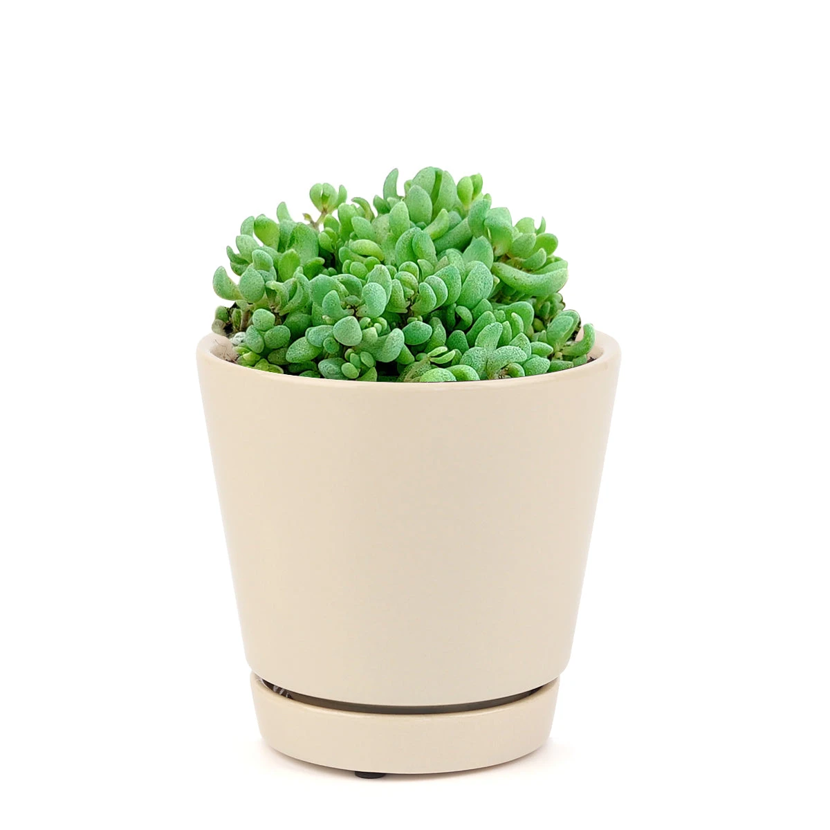 Sedum Minor Succulent - Image 13