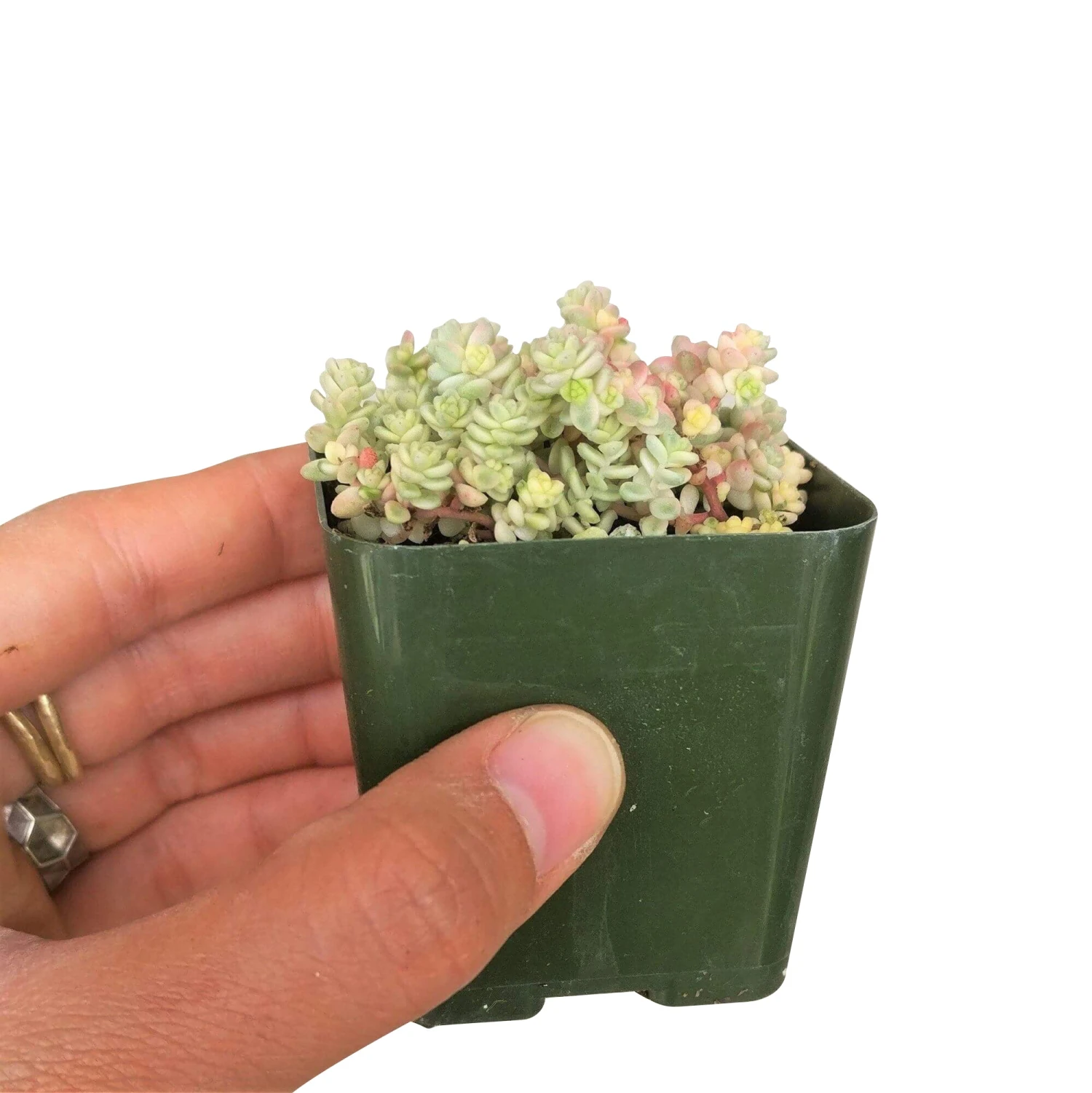 Sedum Suzie Q English - Image 8