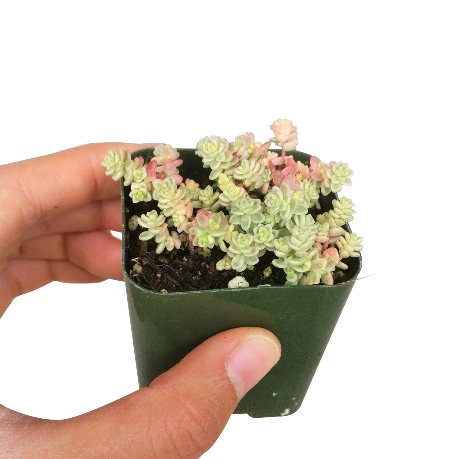 Sedum Suzie Q English - Image 7