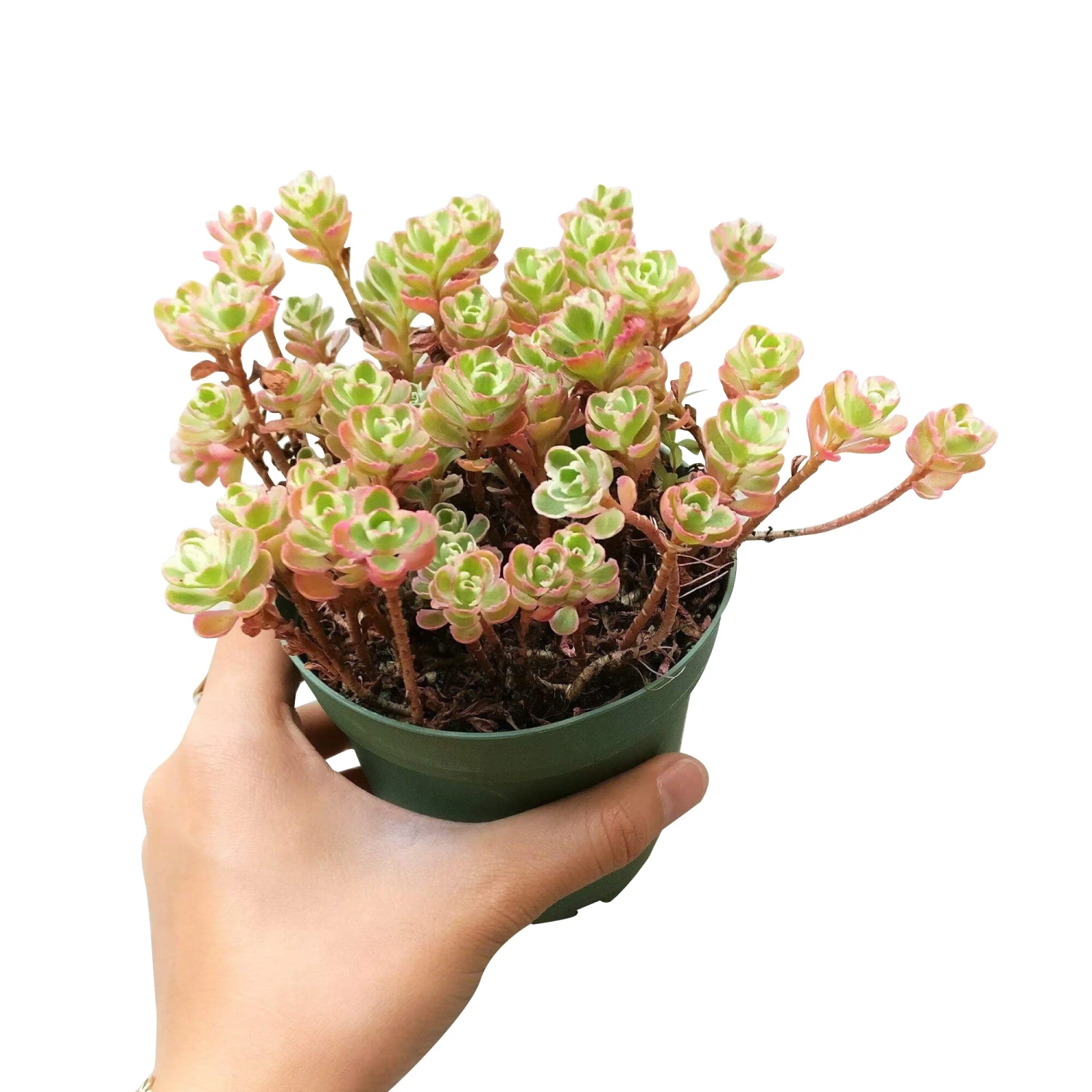 Sedum Tricolor Spurium - Image 9