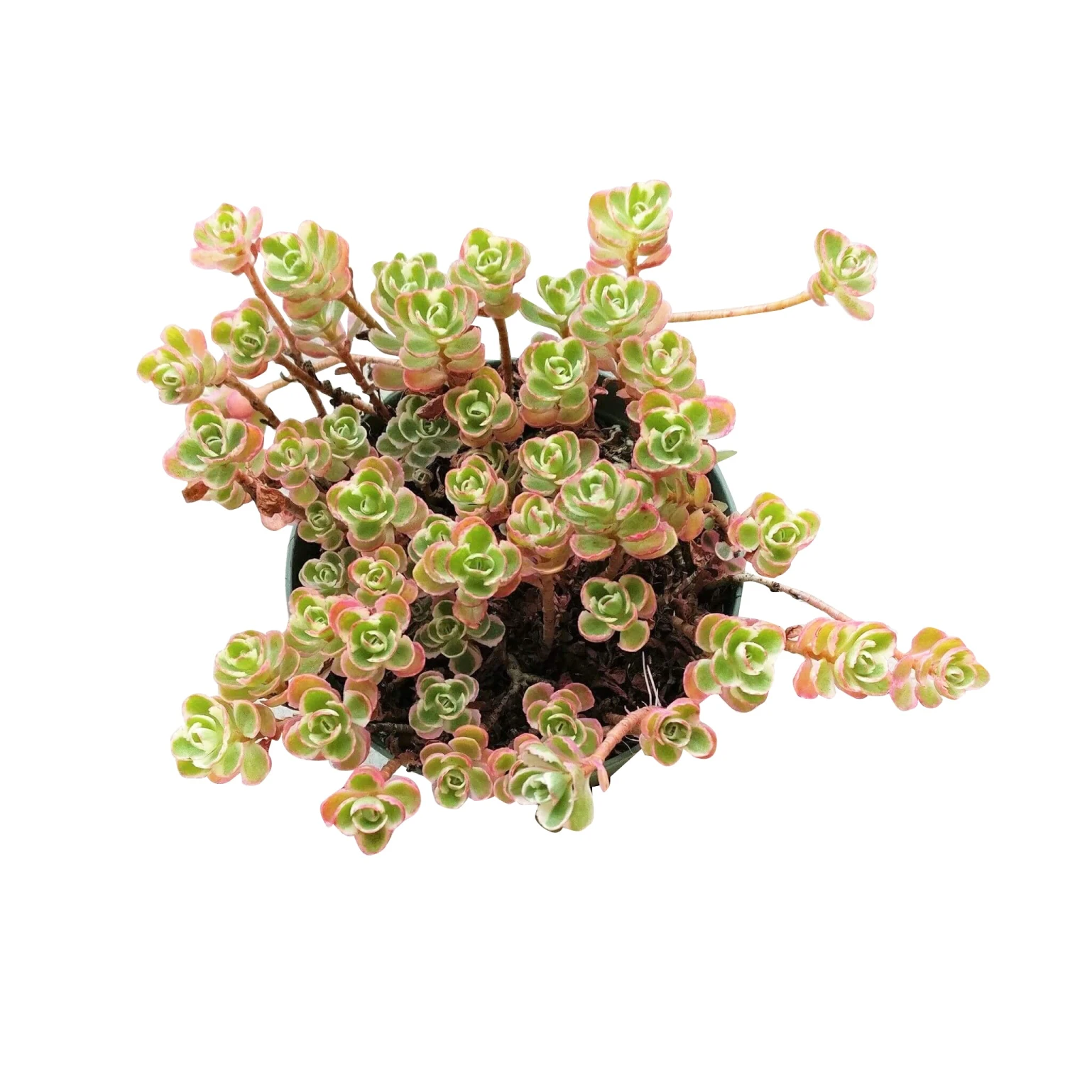 Sedum Tricolor Spurium - Image 7
