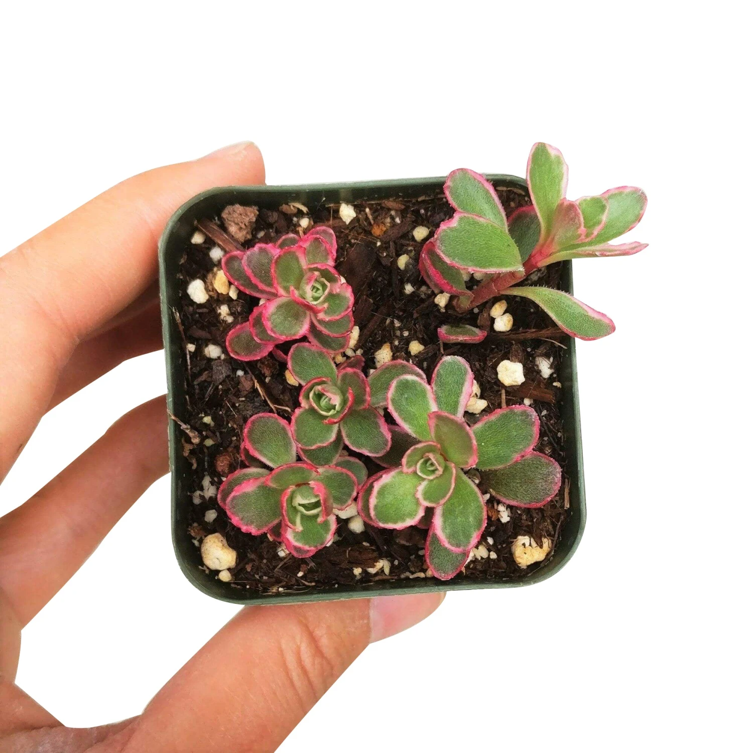 Sedum Tricolor Spurium - Image 5