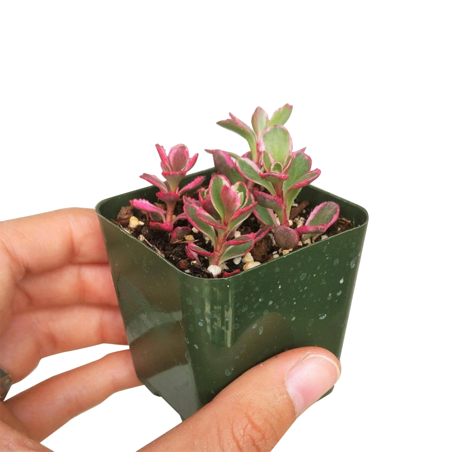 Sedum Tricolor Spurium - Image 6