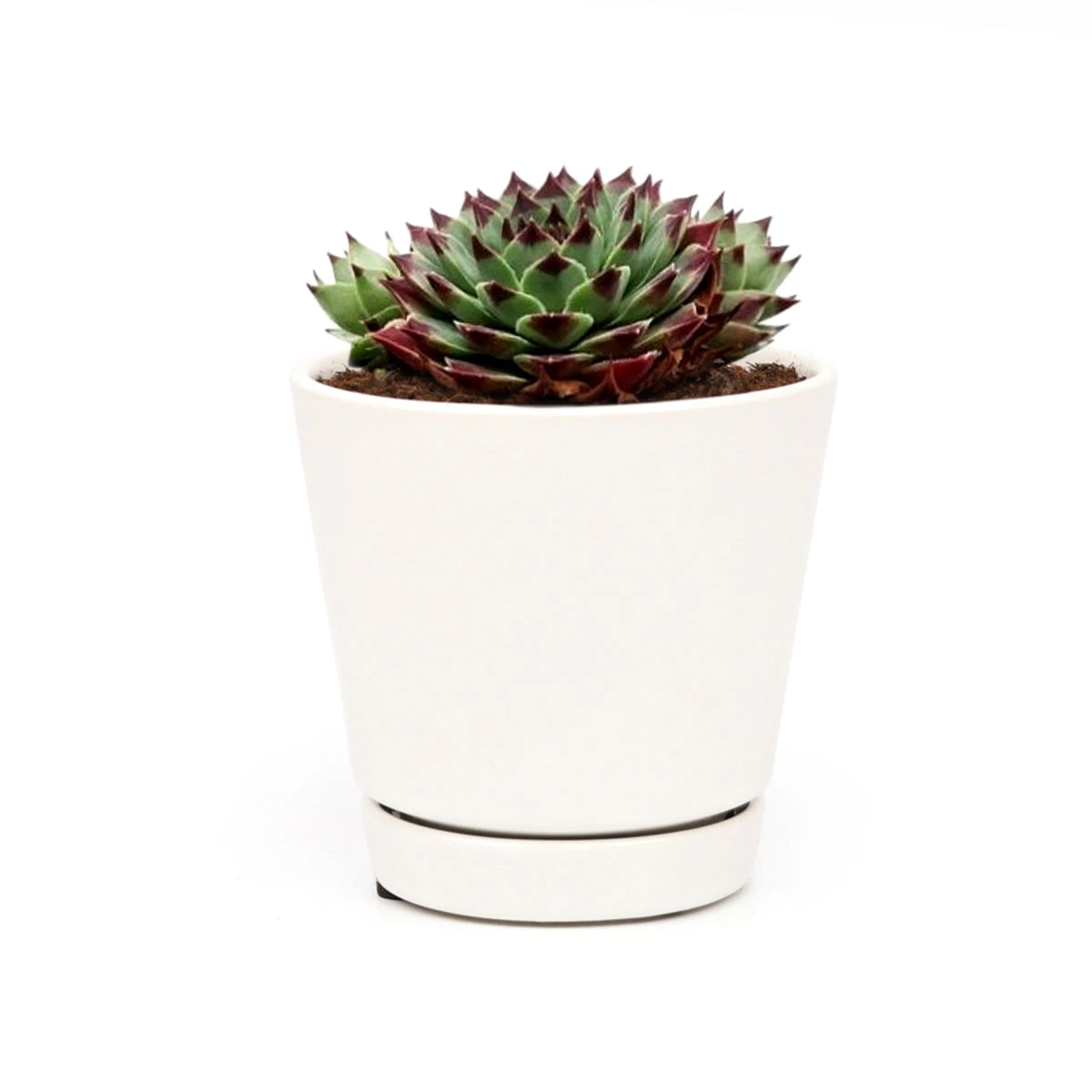 Sempervivum Calcareum - Image 14