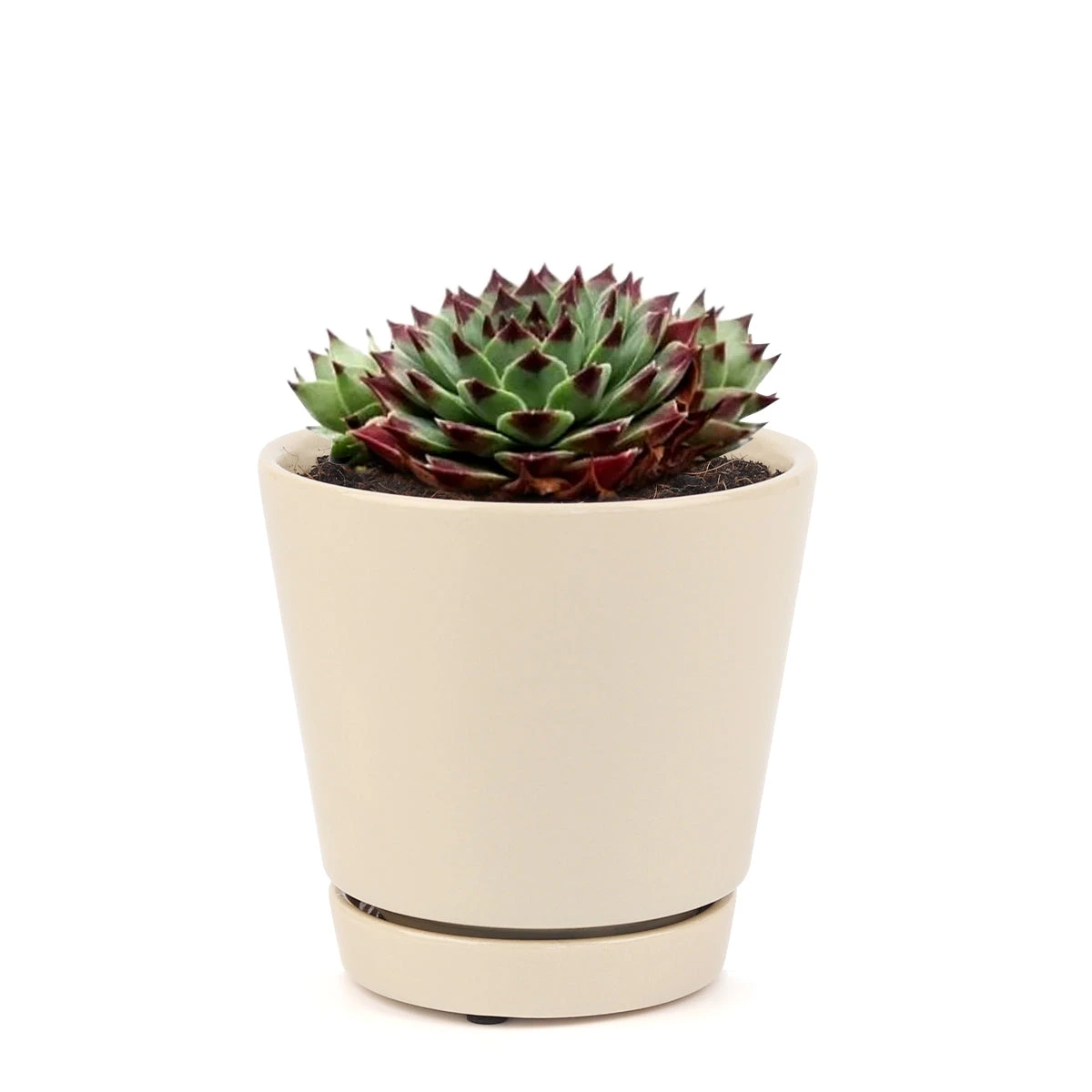 Sempervivum Calcareum - Image 15