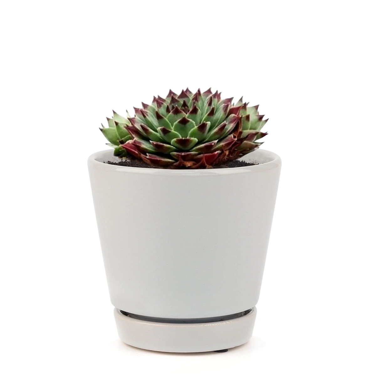 Sempervivum Calcareum - Image 16