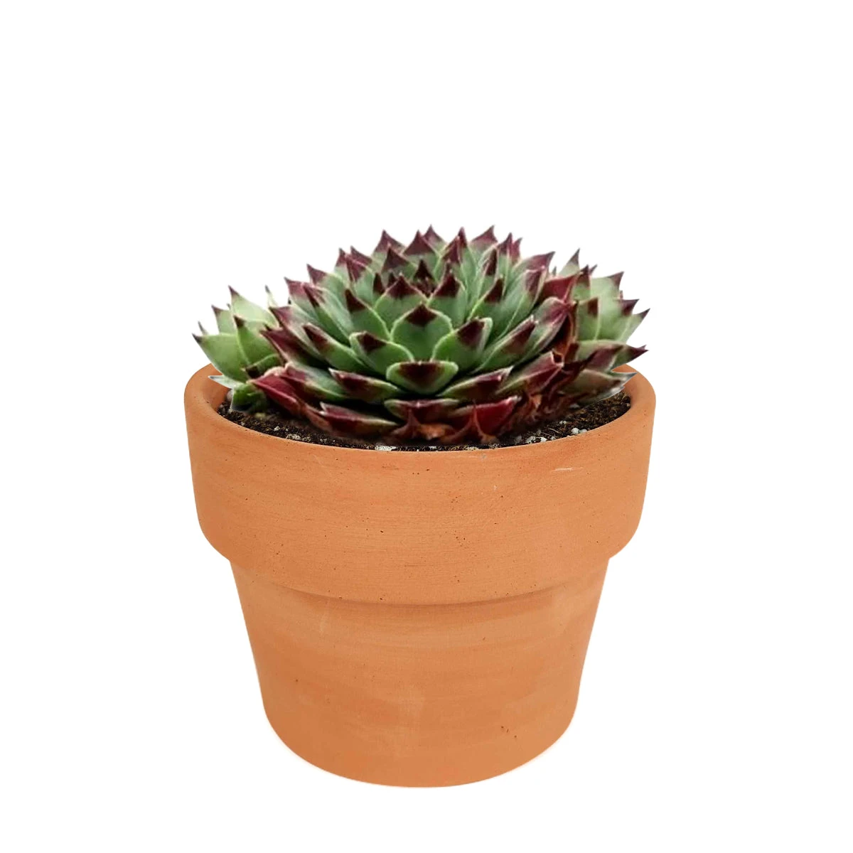Sempervivum Calcareum - Image 20