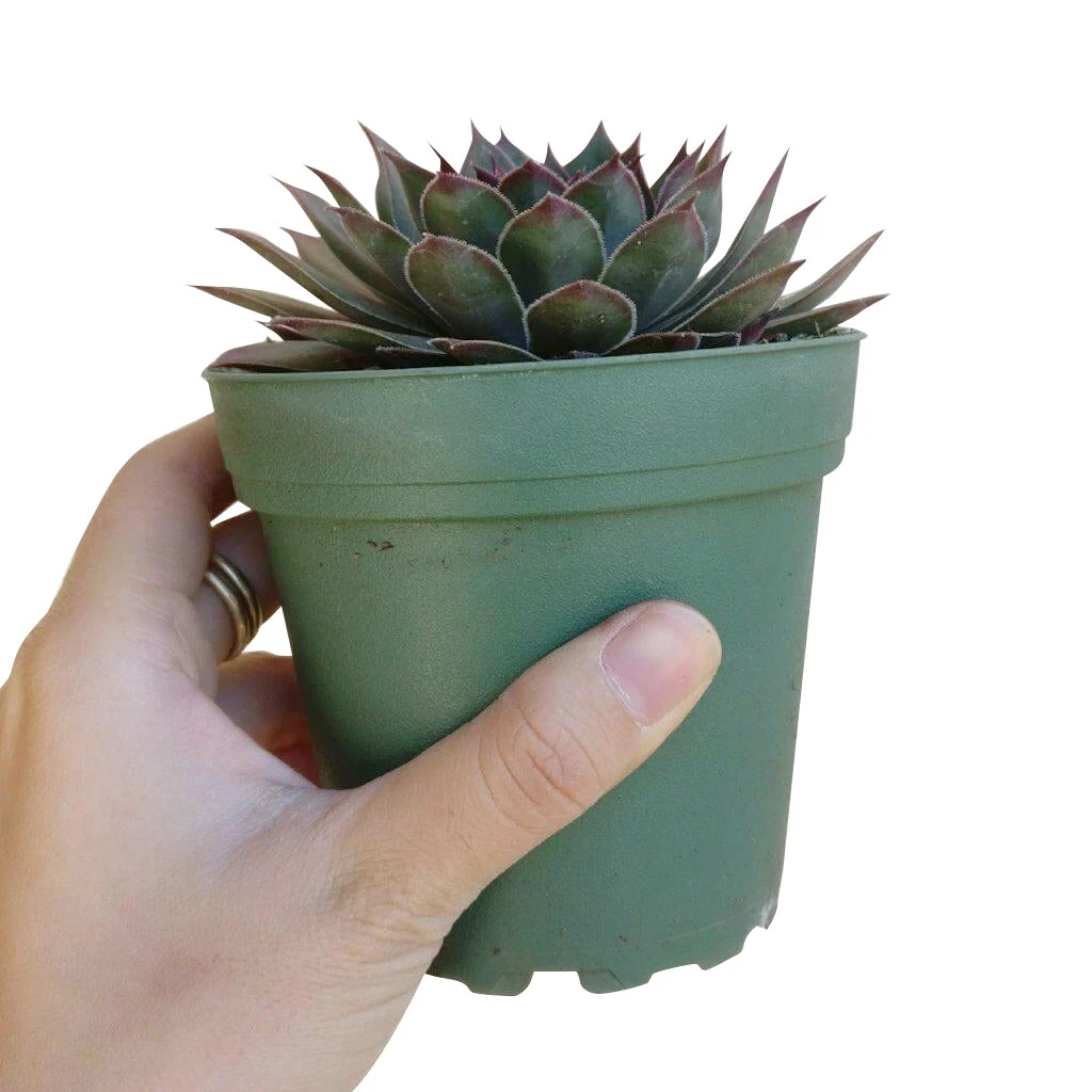 Sempervivum Grape Tone - Image 3