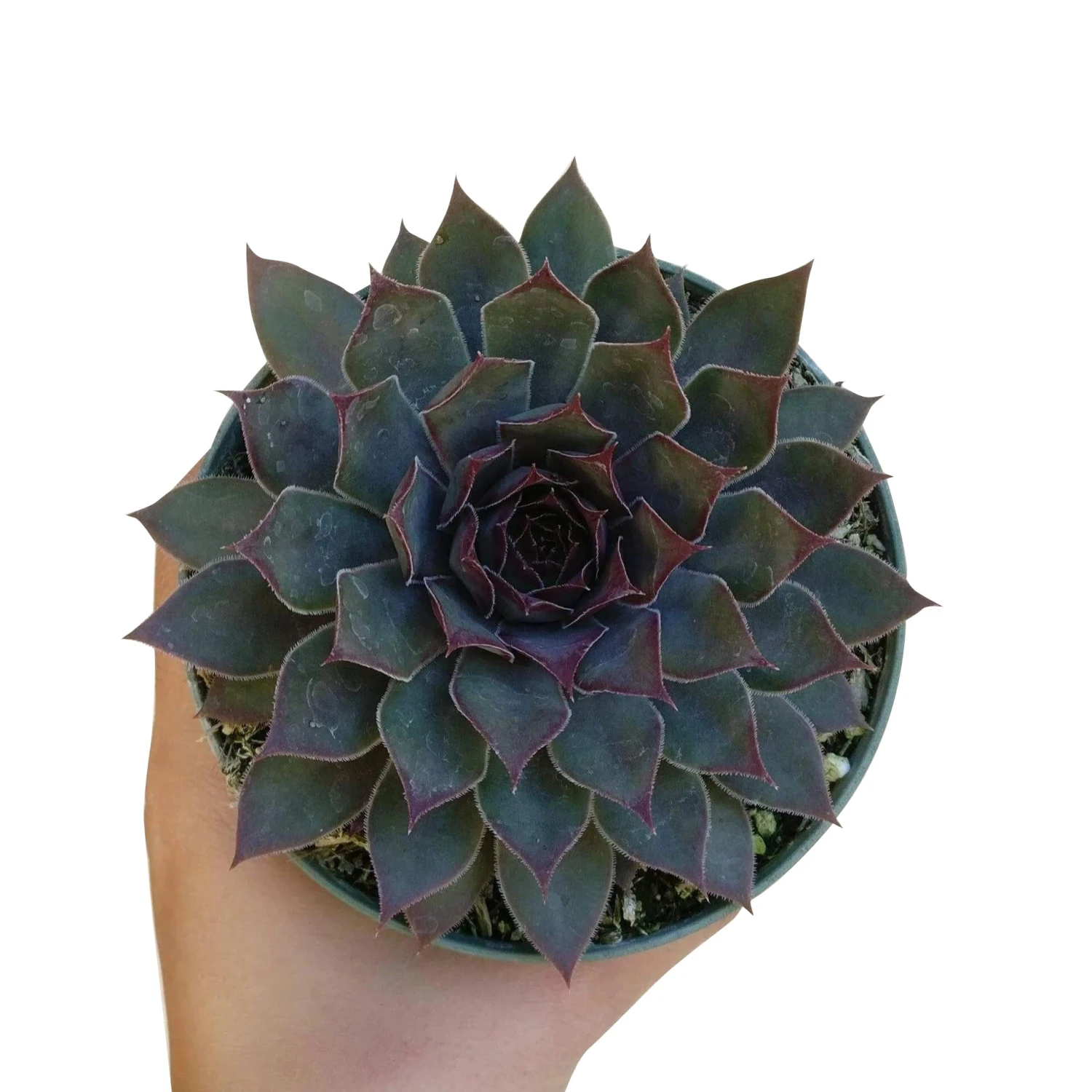 Sempervivum Grape Tone - Image 2