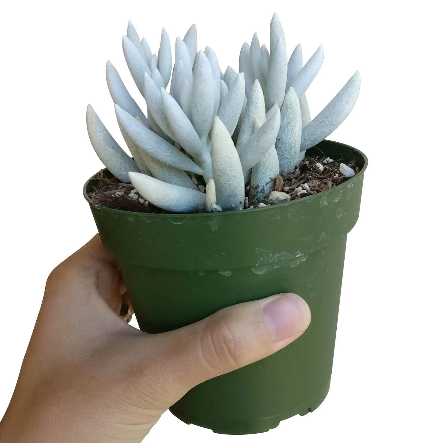 Senecio Cocoon Plant - Image 3