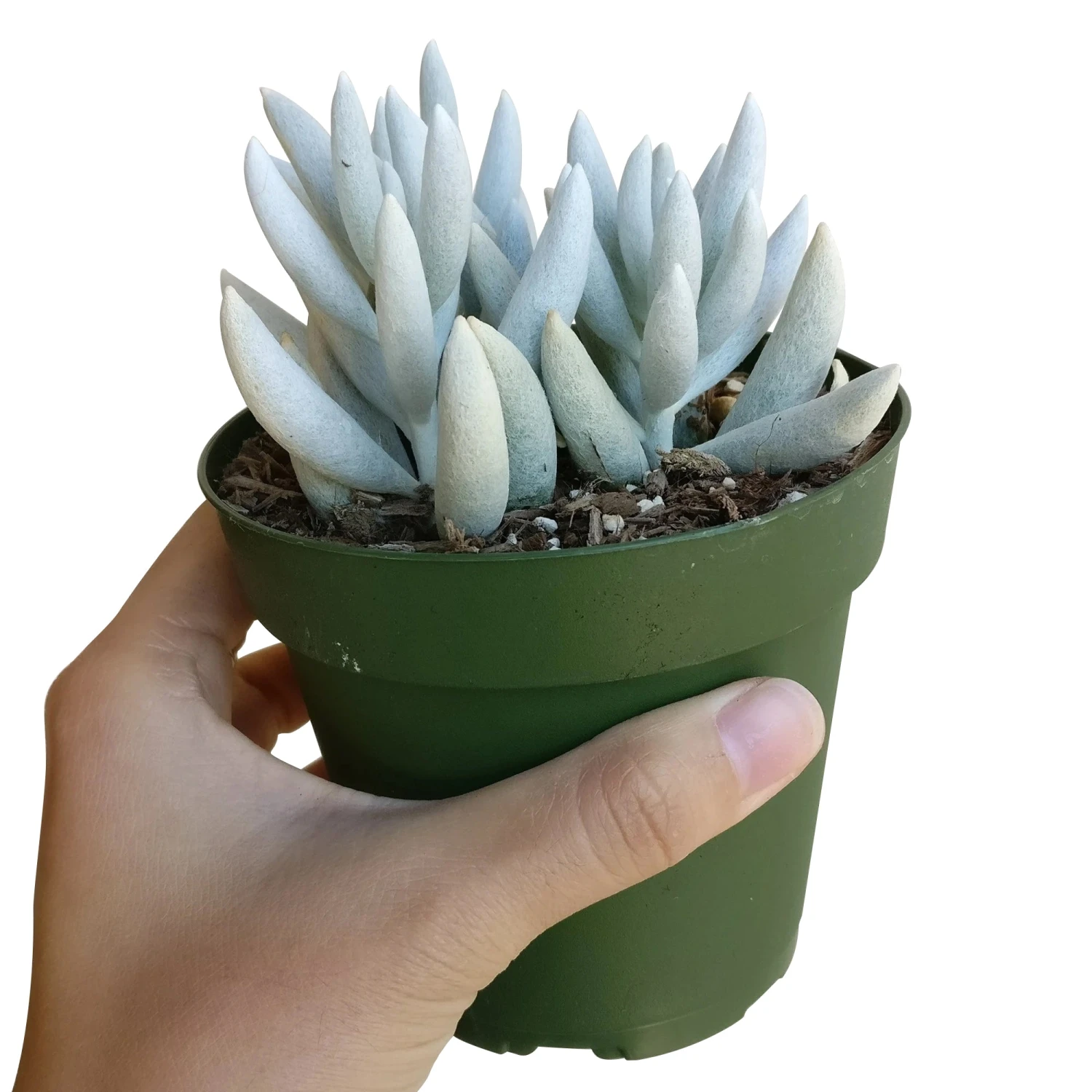 Senecio Cocoon Plant - Image 7