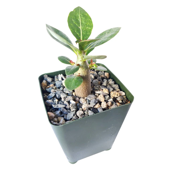 Adenium Obesum 'Shada' - Image 2