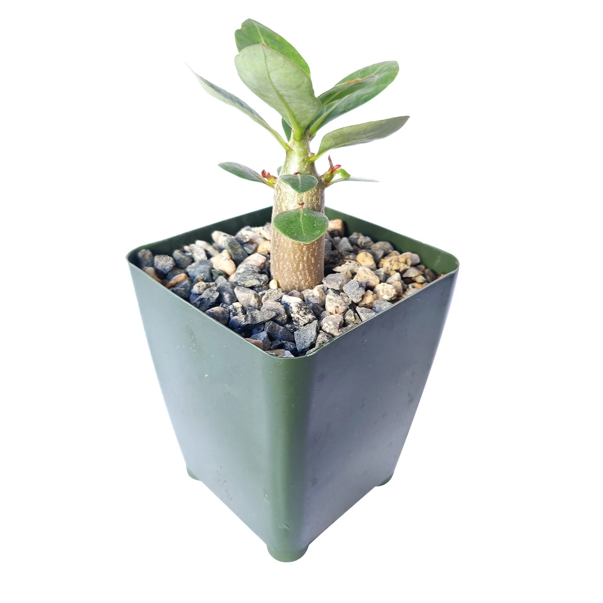 Adenium Obesum 'Shada' - Image 4